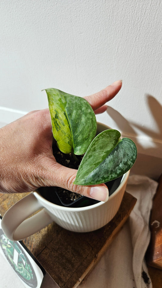 Scindapsus Pajajaran (SCI-1345)