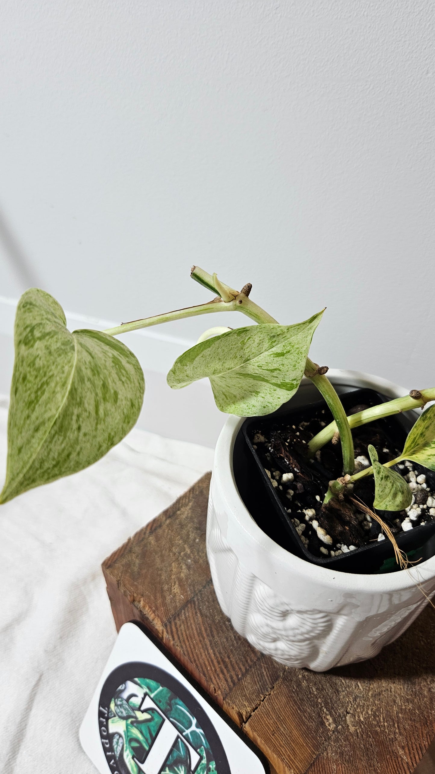 Epipremnum Aureum Marble Queen "version Snow Queen" (EPI-179)