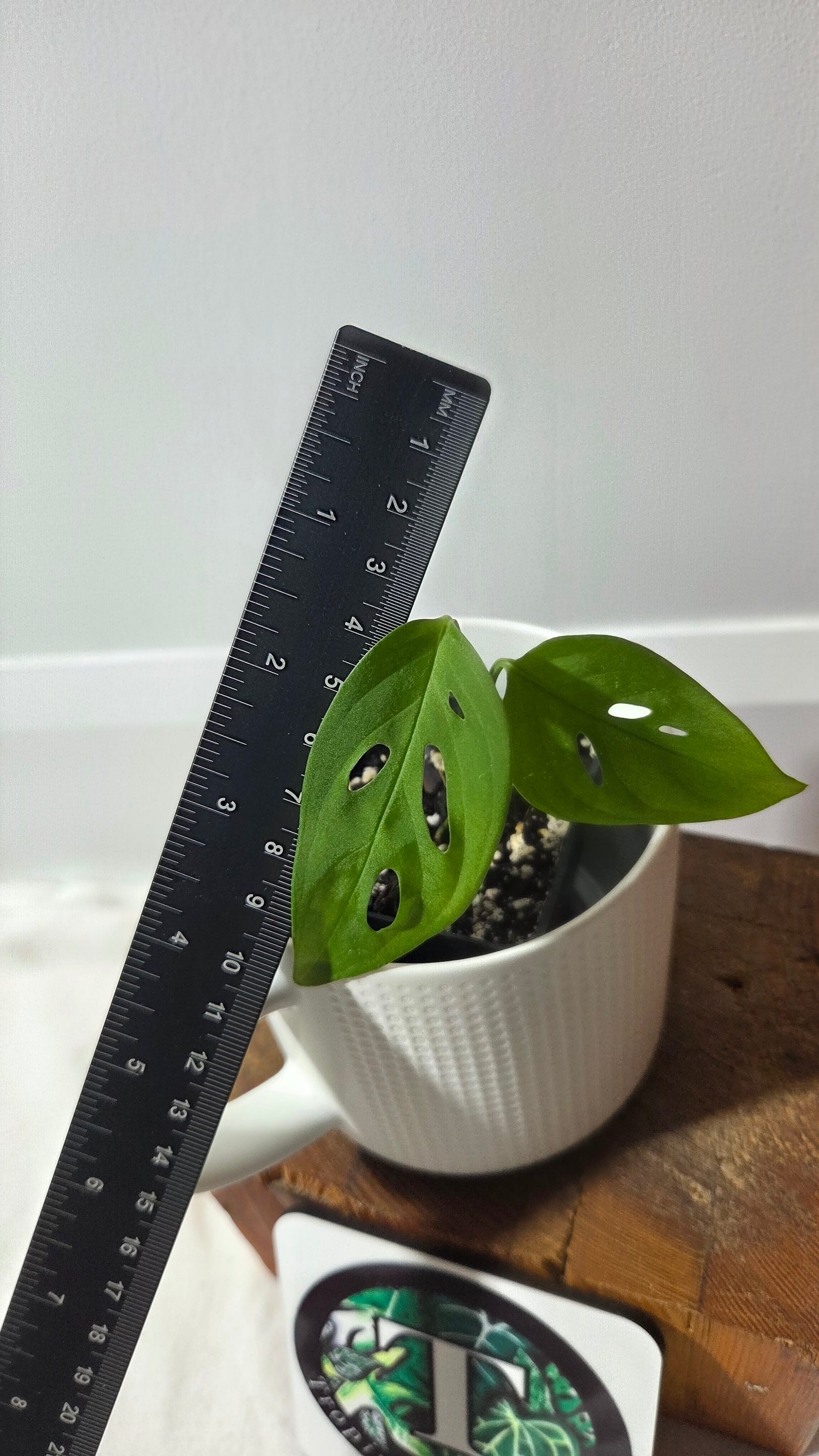 Monstera Obliqua Aff Indanza (MON-527)