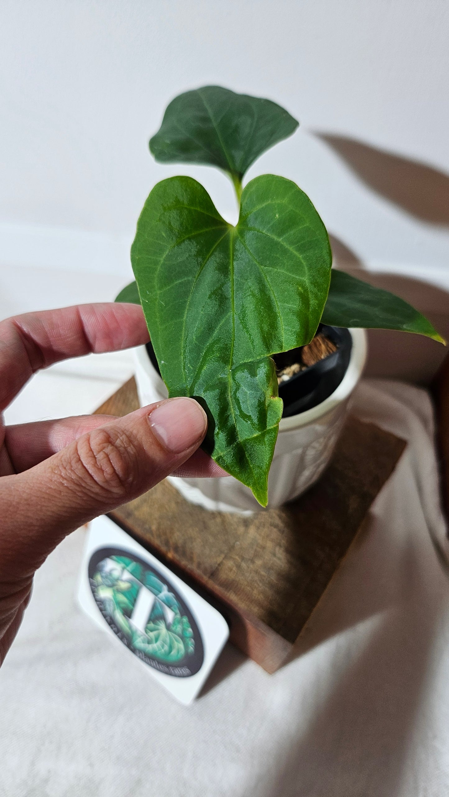 Anthurium  Tiwintza Velvet "format PETIT" (ANT-190)