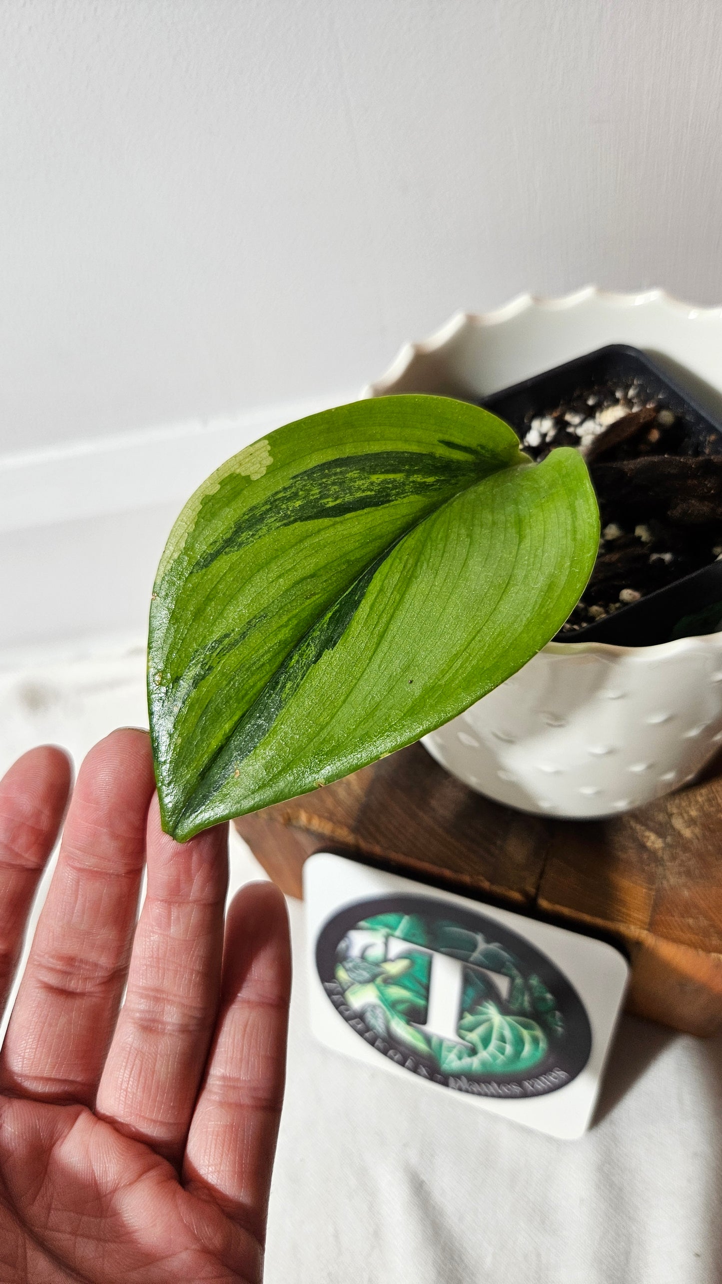 Scindapsus Treubii Moonlight "Green on green" (SCI-1050)