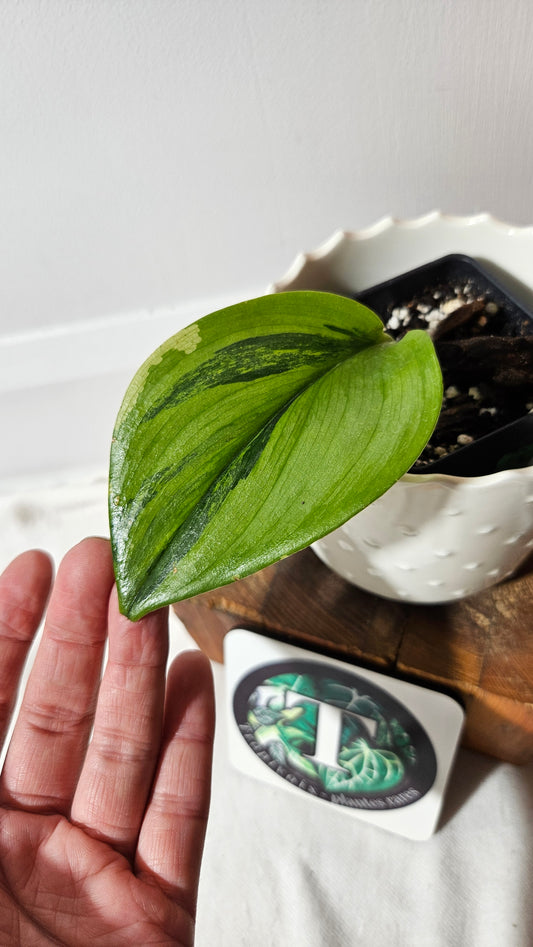 Scindapsus Treubii Moonlight "Green on green" (SCI-1050)