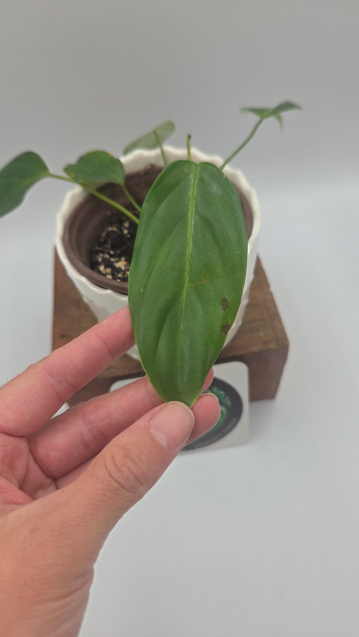 Philodendron Angel (PHI-1091)
