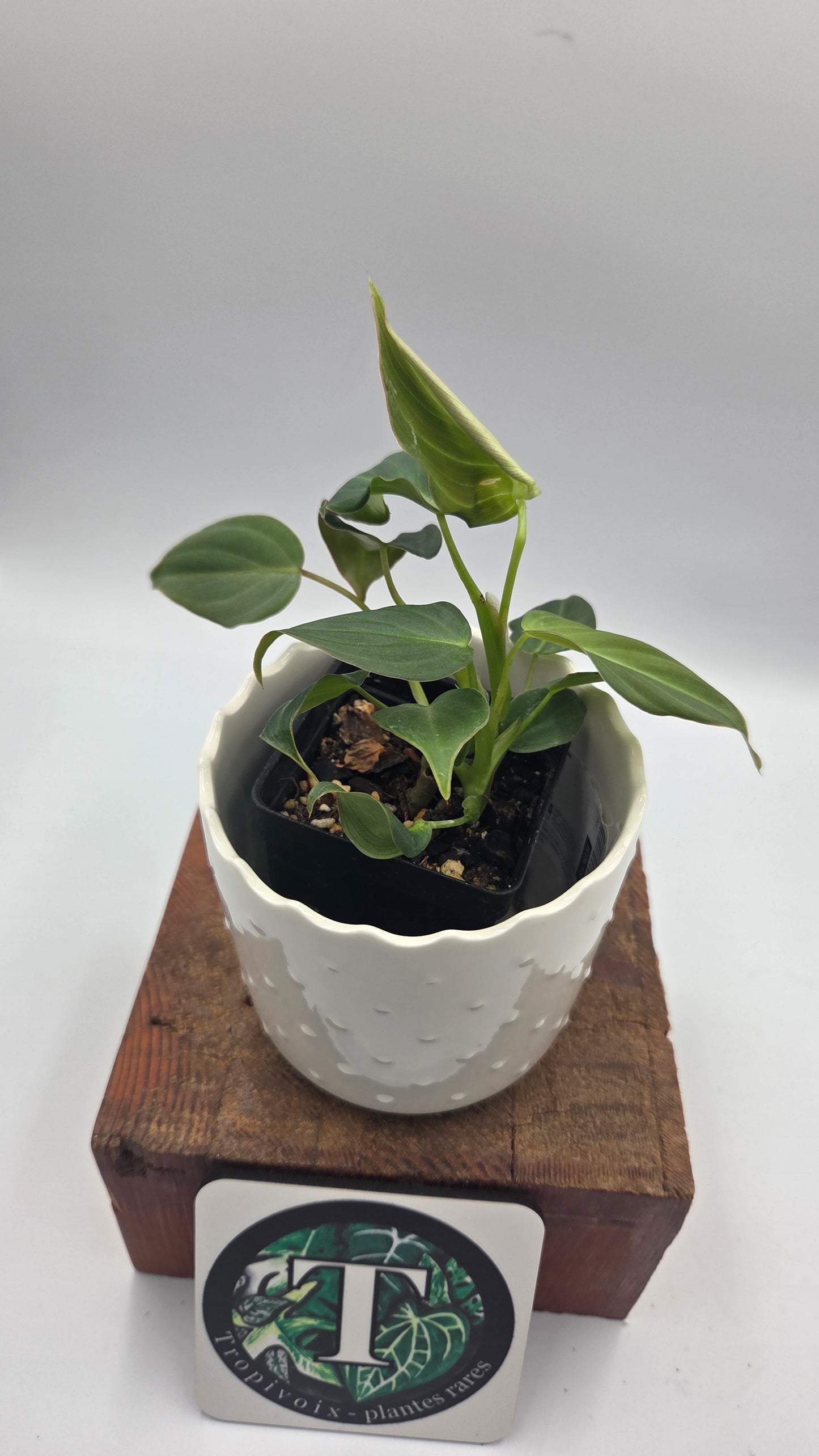 Philodendron Glorious (PHI-1052)