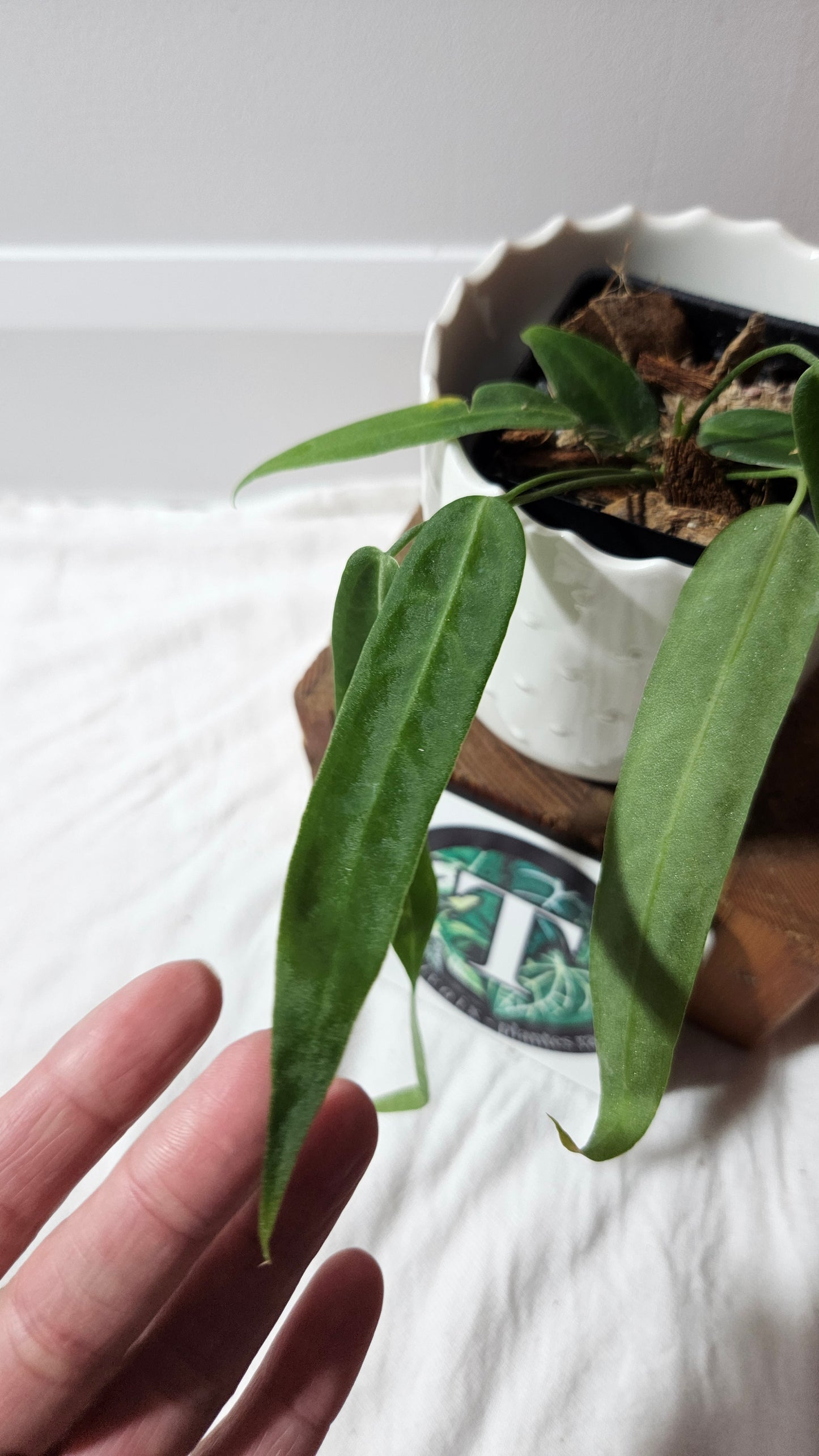 Anthurium Pallidiflorum Narrow "format PETIT"(ANT-597)