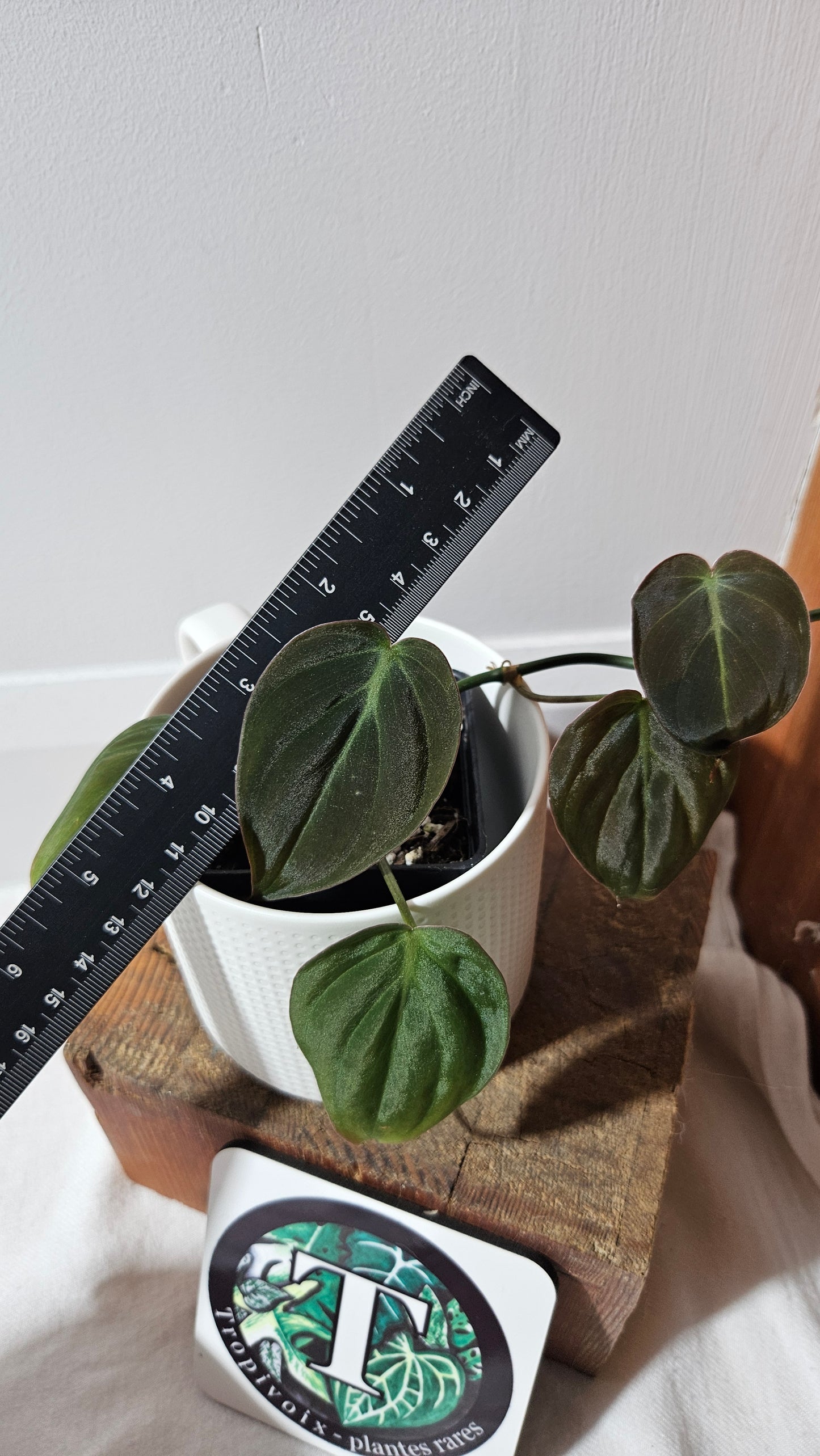 Philodendron Mican Var. REVERT (PHI-950)