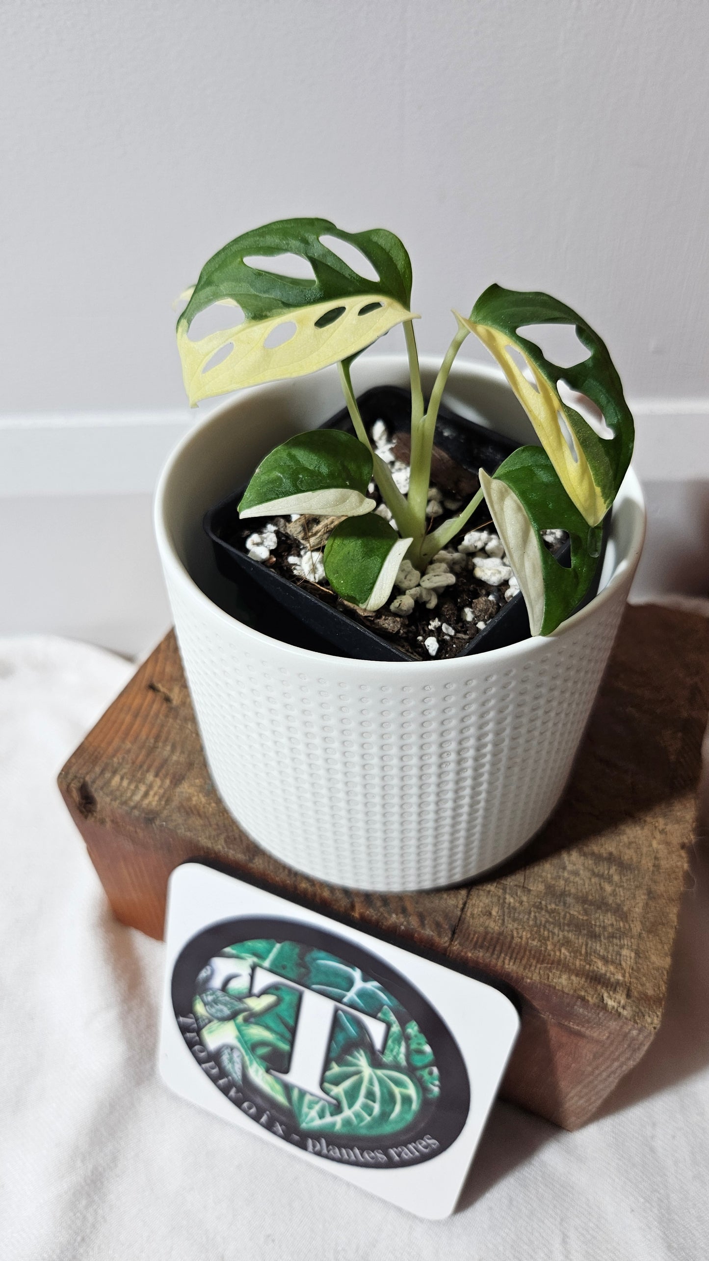 Monstera Andasonii Albo (MON-482)