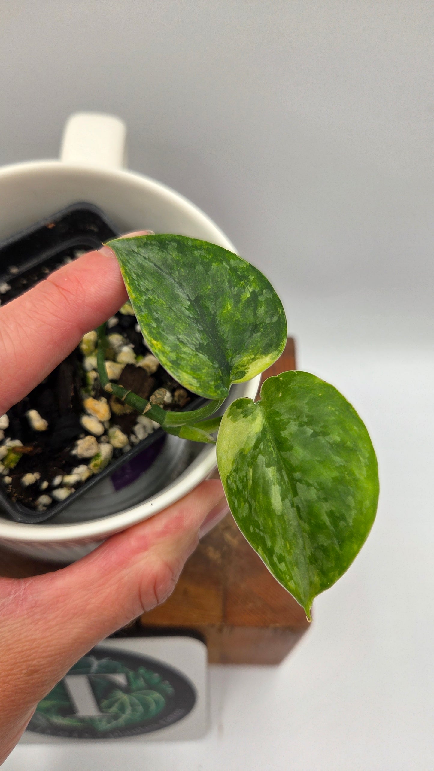 Scindapsus Tricolore Léopard Variegata(SCI-1461)