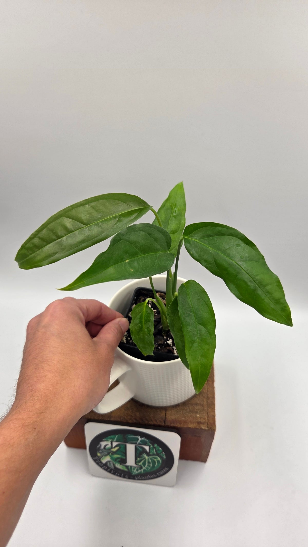 Monstera Obliqua Aff Amazonas (MON-378)