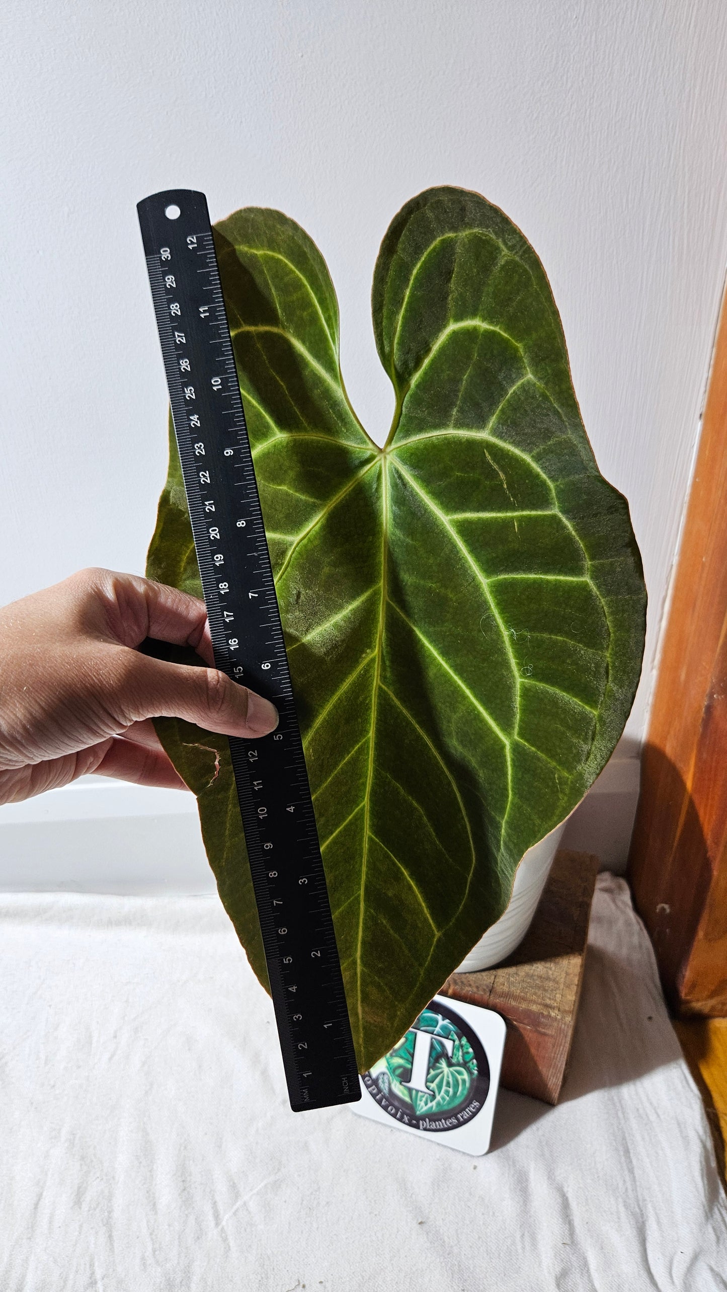 Anthurium Besseae Aff Black "Format LARGE" (ANT-566)