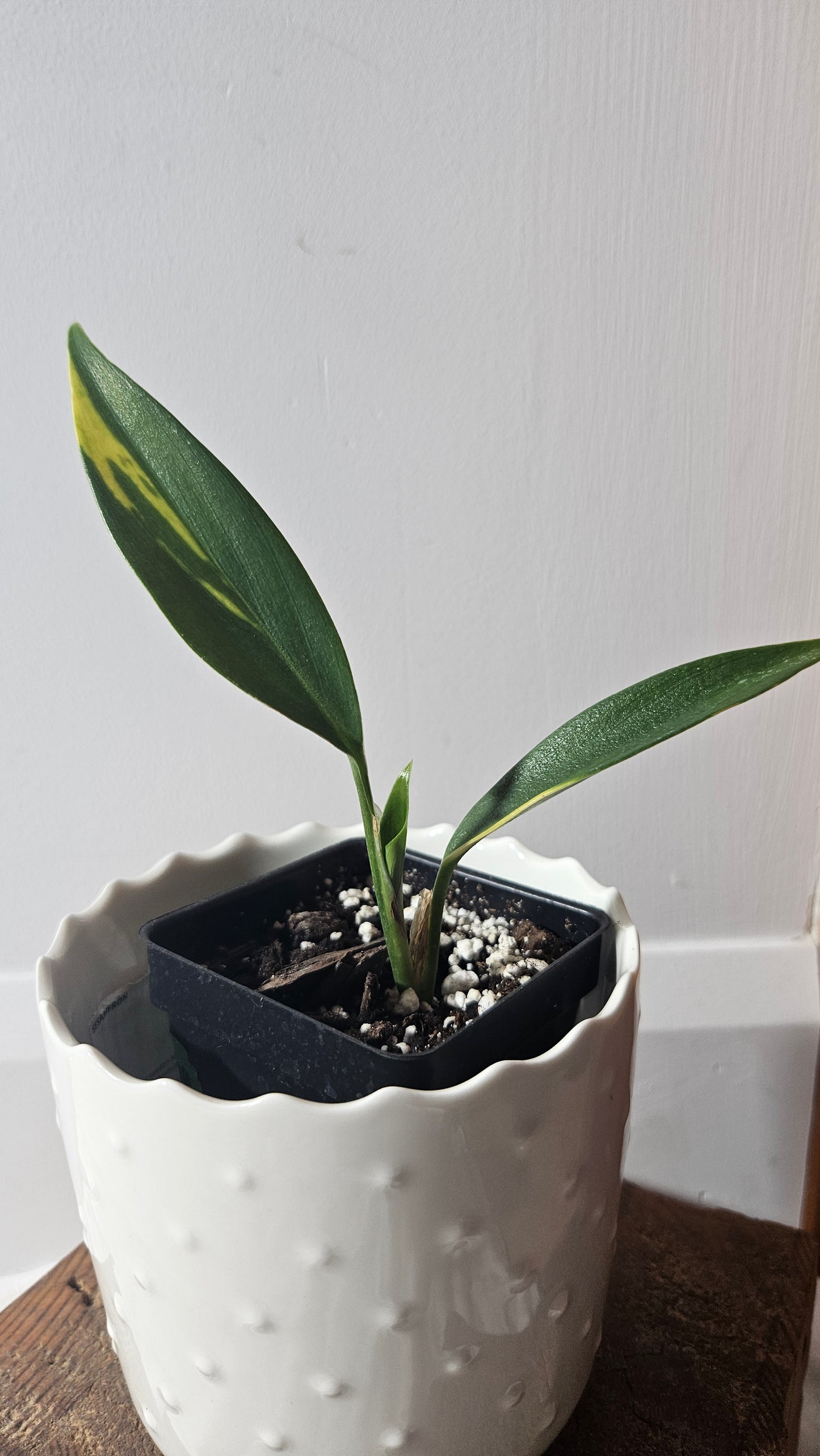 Scindapsus Coriaceus Aurea(SCI-938)