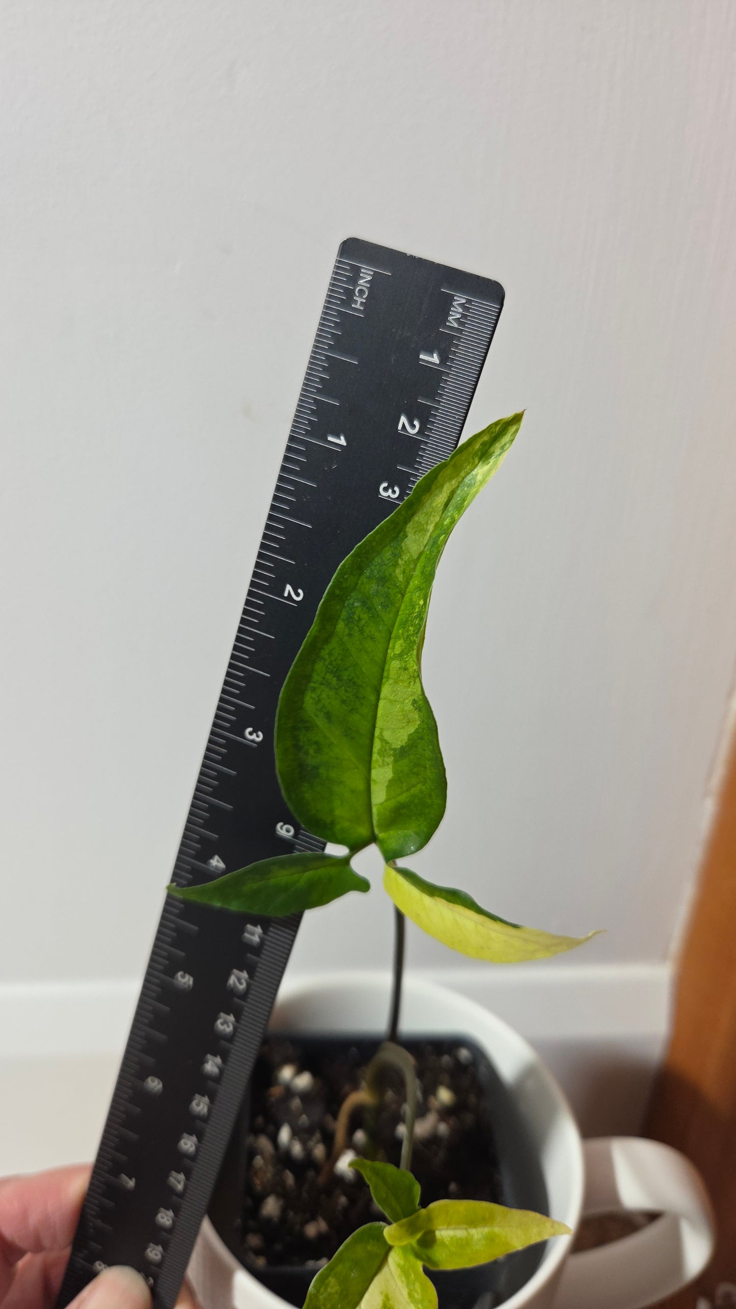 Syngonium Angustatum Albo (SYN-493)