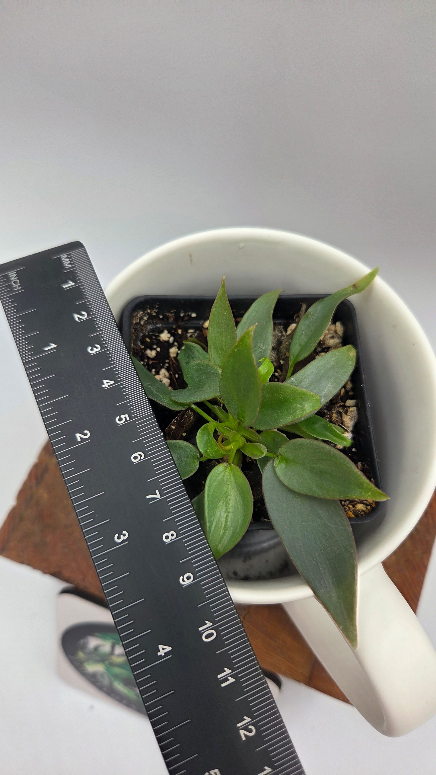 Philodendron Atabenpoense (PHI-050)