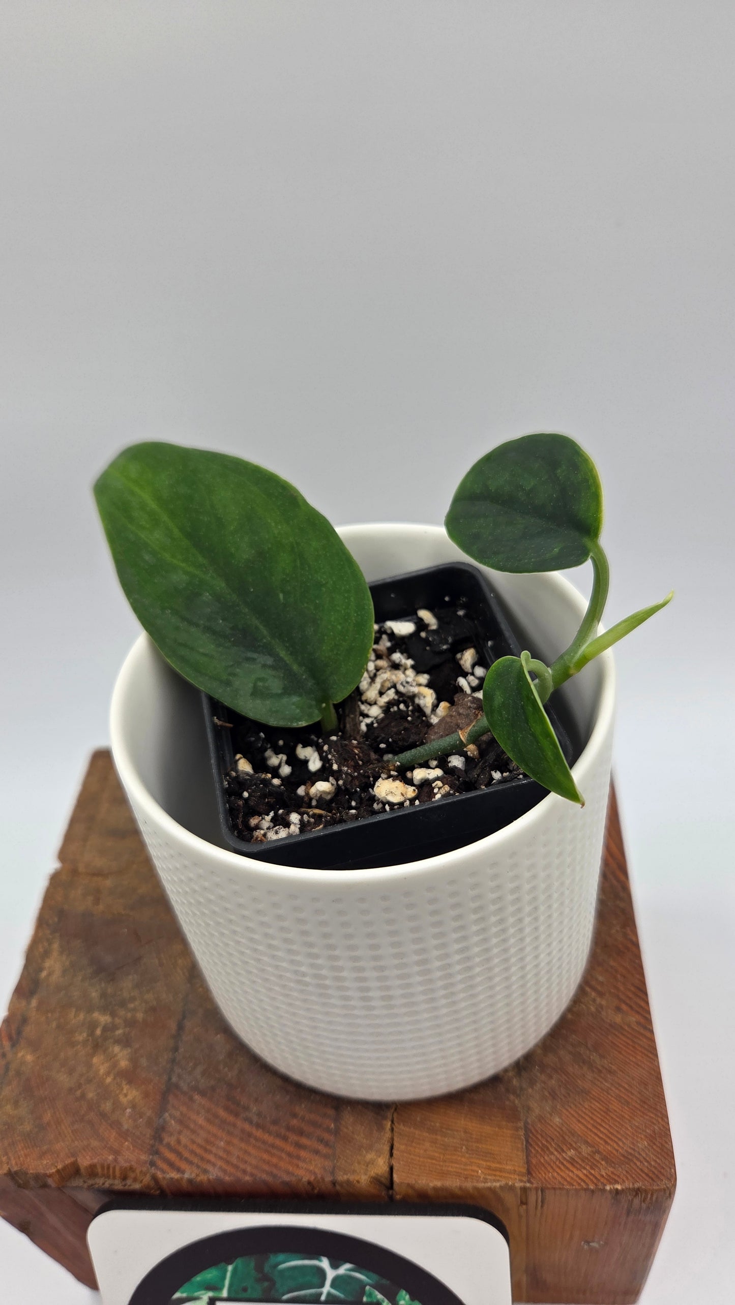 Scindapsus Blurik (SCI-1296)