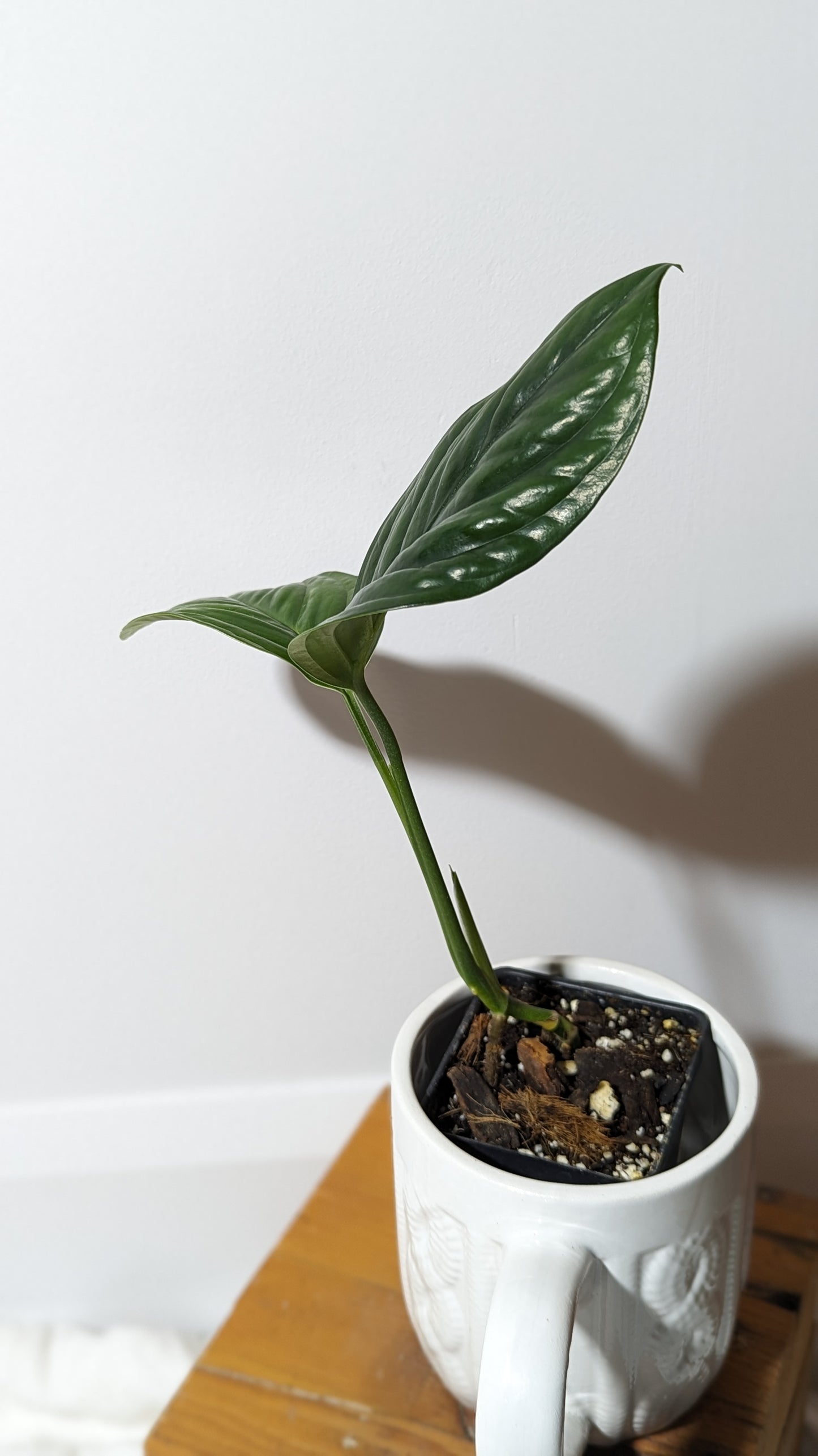 Monstera Epipremnoides aff (MON-104)