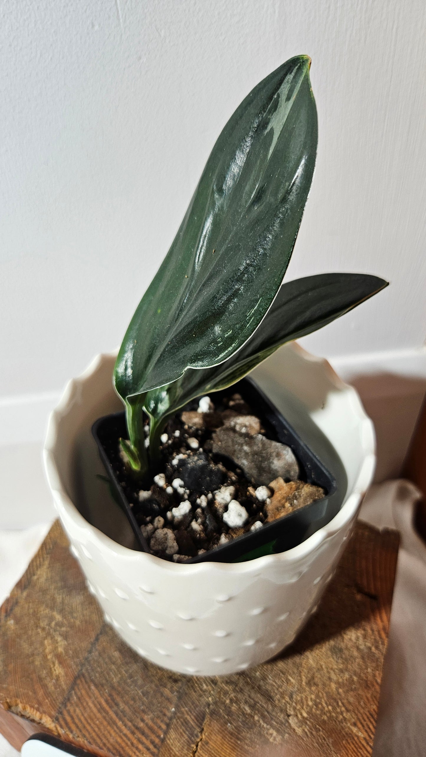 Scindapsus Treubii Dark Form silver (SCI-1012)