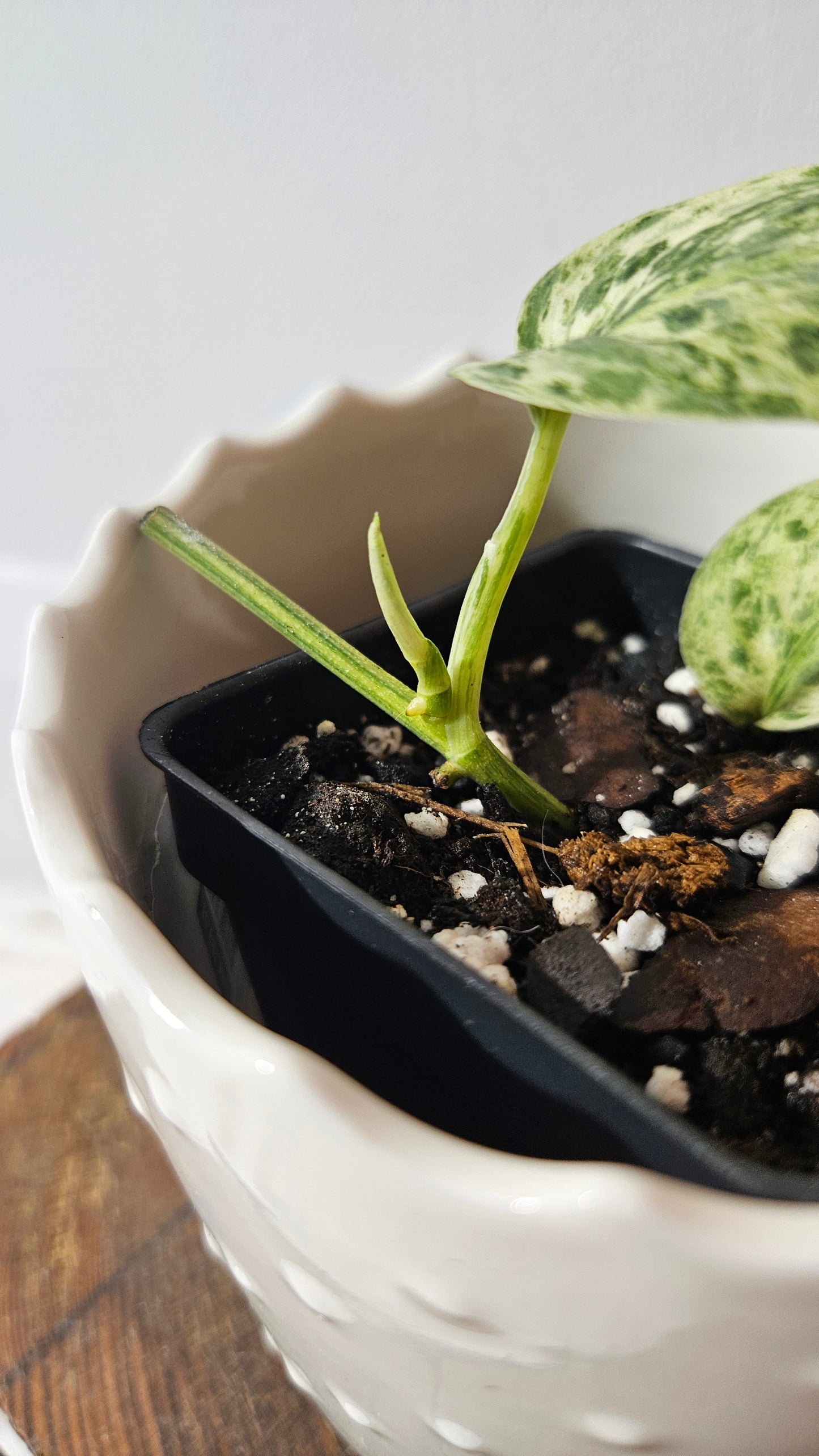 Scindapsus Silver Cloud variegata (SCI-1027)
