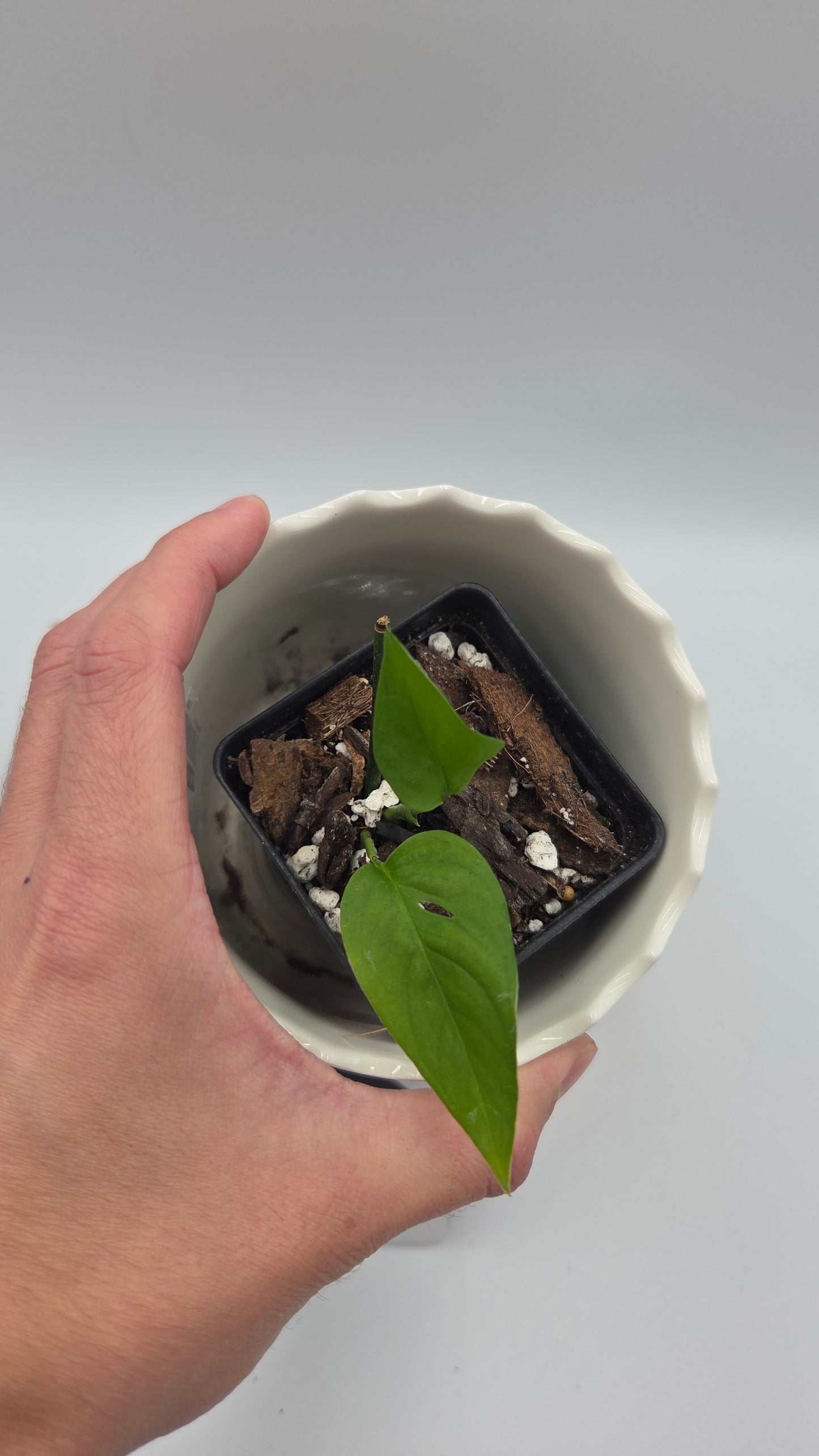 Monstera Obliqua Aff Santiago (MON-548)