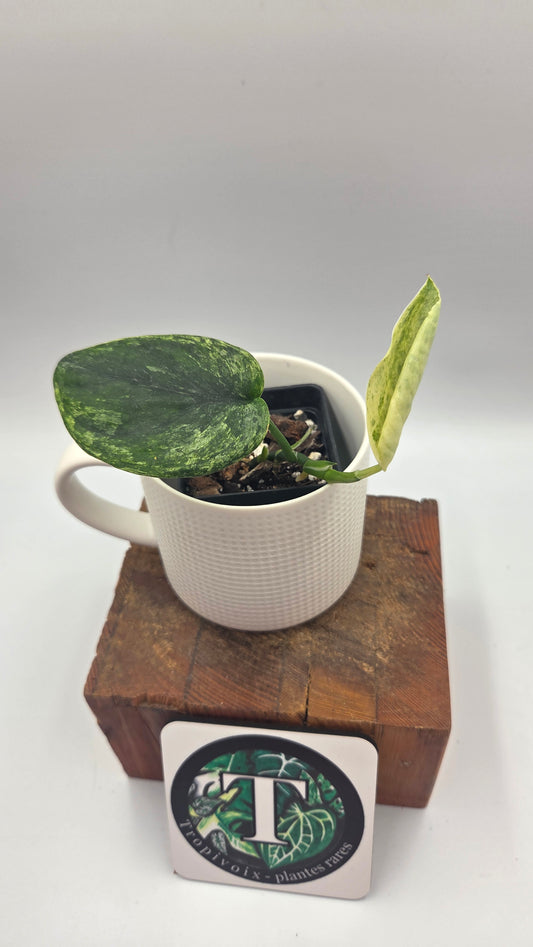 Scindapsus Silver Satin albo (SCI-1507)