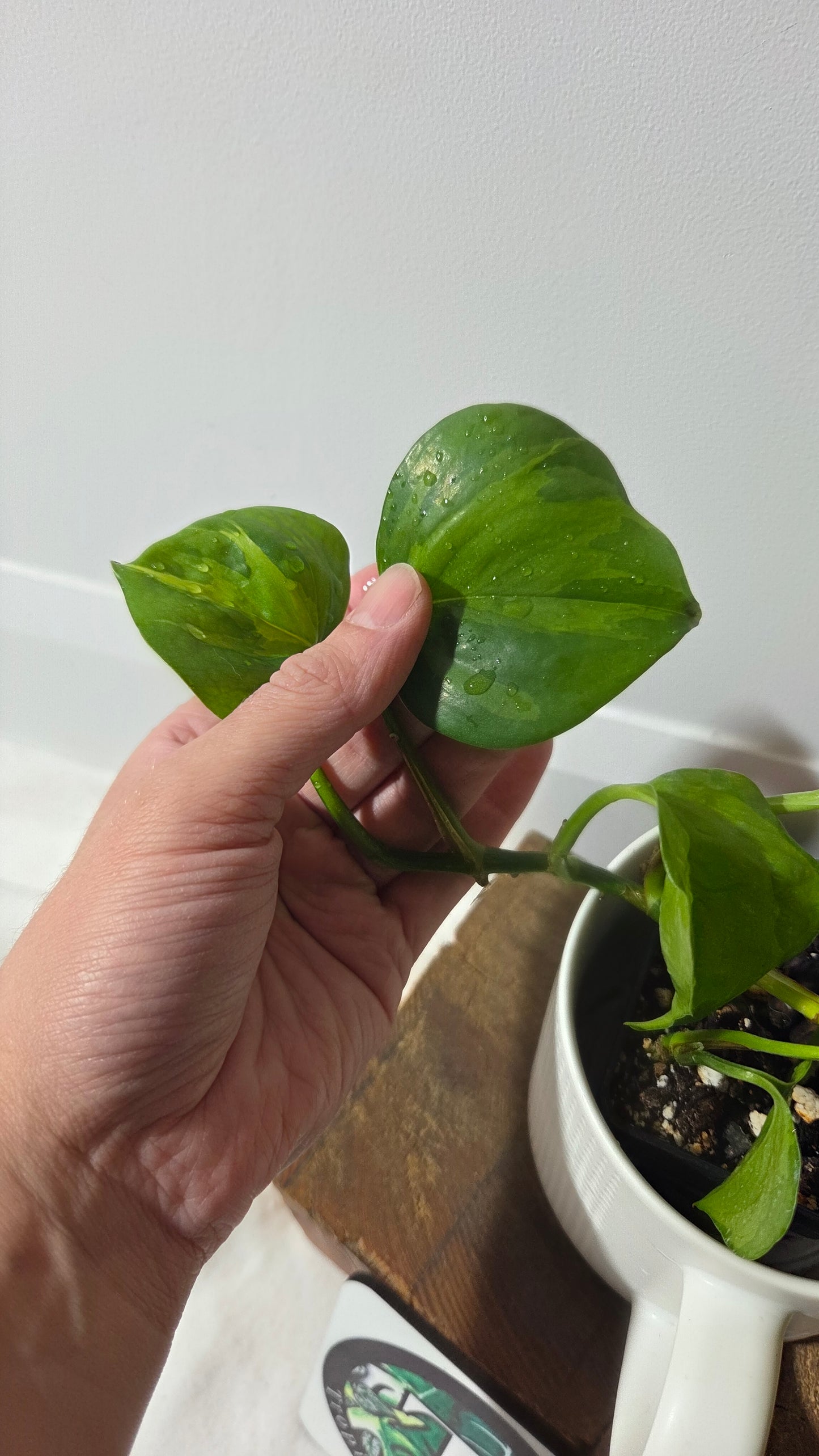 Epipremnum Aureum Manjula yellow/Olivia/Mint (EPI-176)