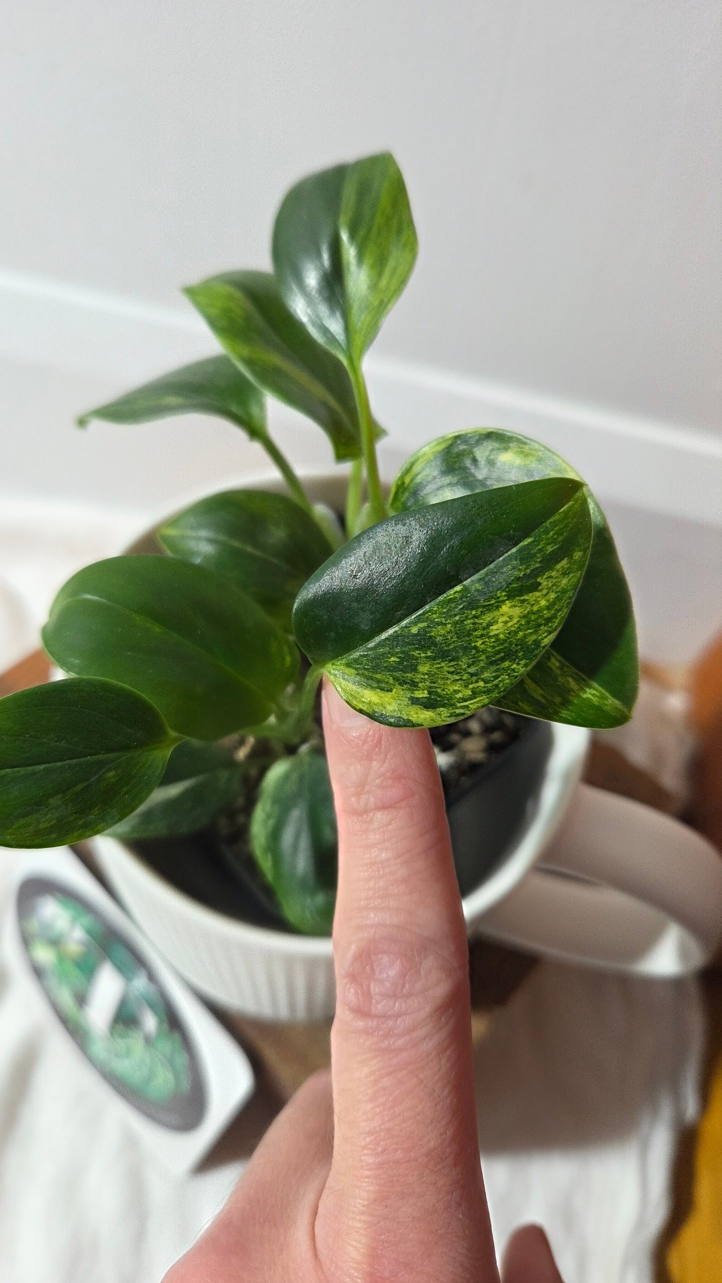 Monstera Standleyana Aurea (MON-486)