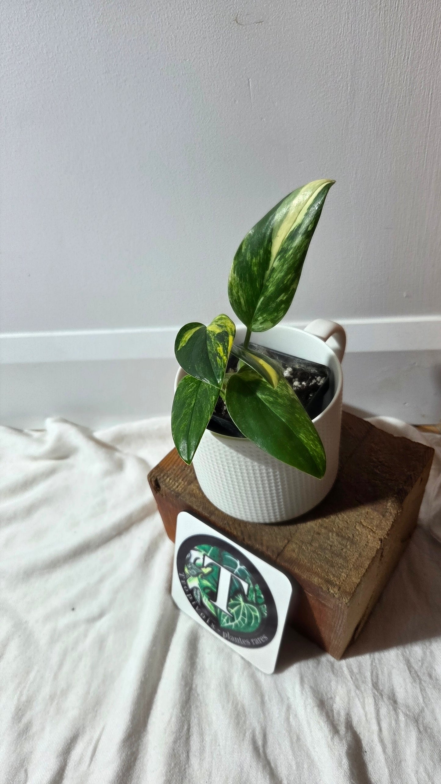 Monstera Standleyana Aurea (MON-262)