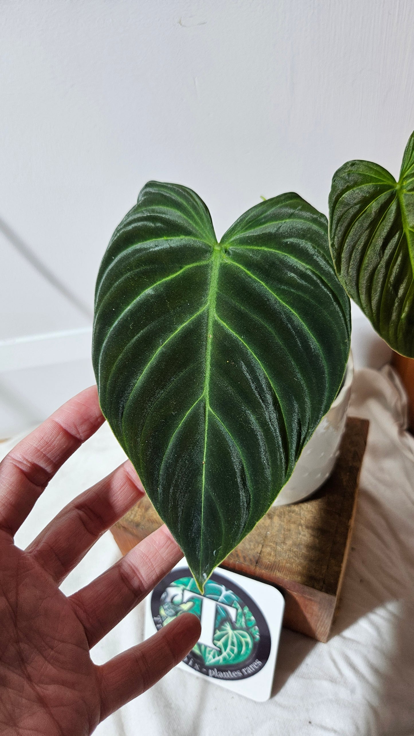 Philodendron Splendide (PHI-590)