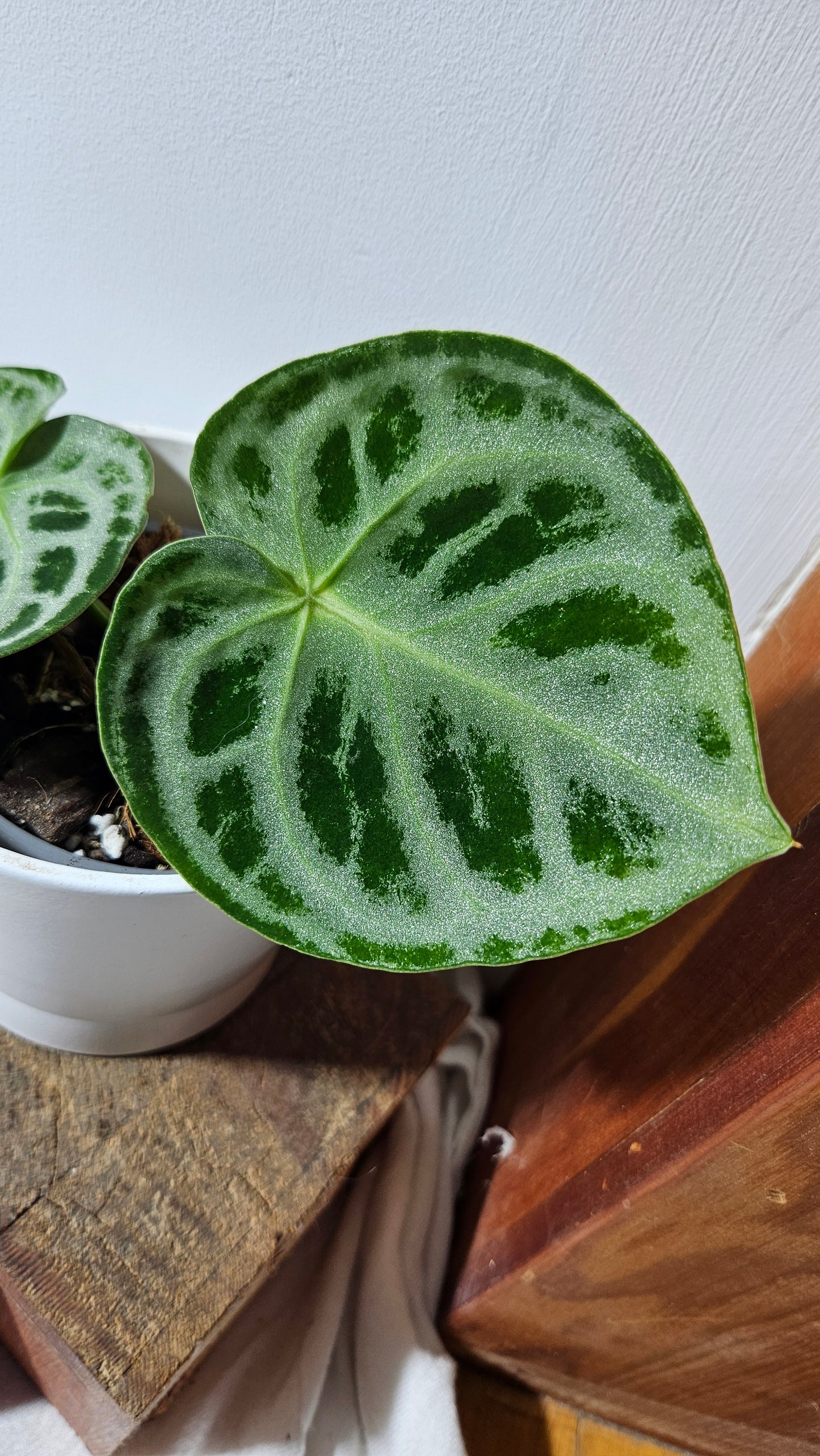 Anthurium Dorayaki Silver ( ANT-339)