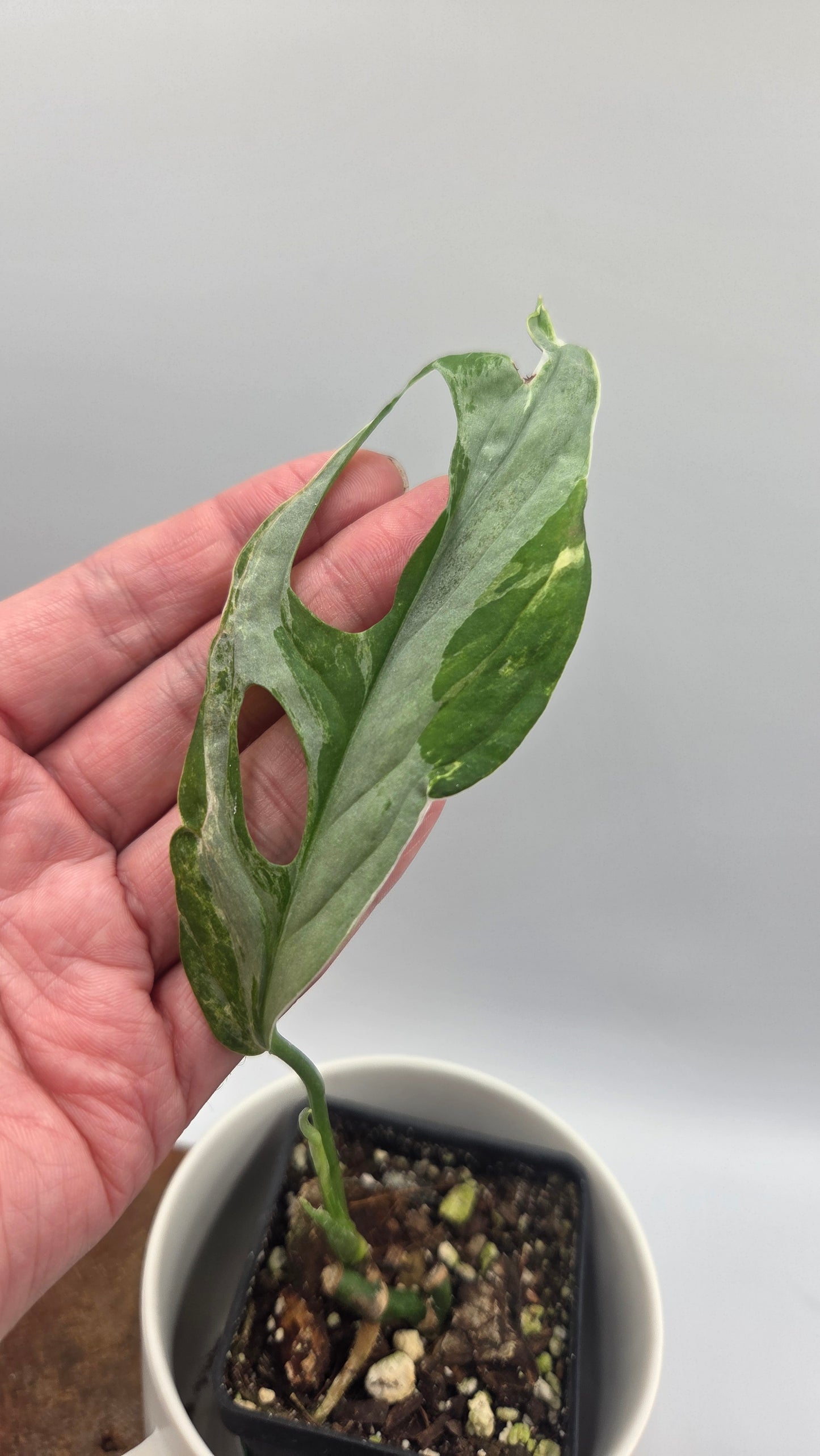 Monstera Andasonii Mint/Indo (MON-570)