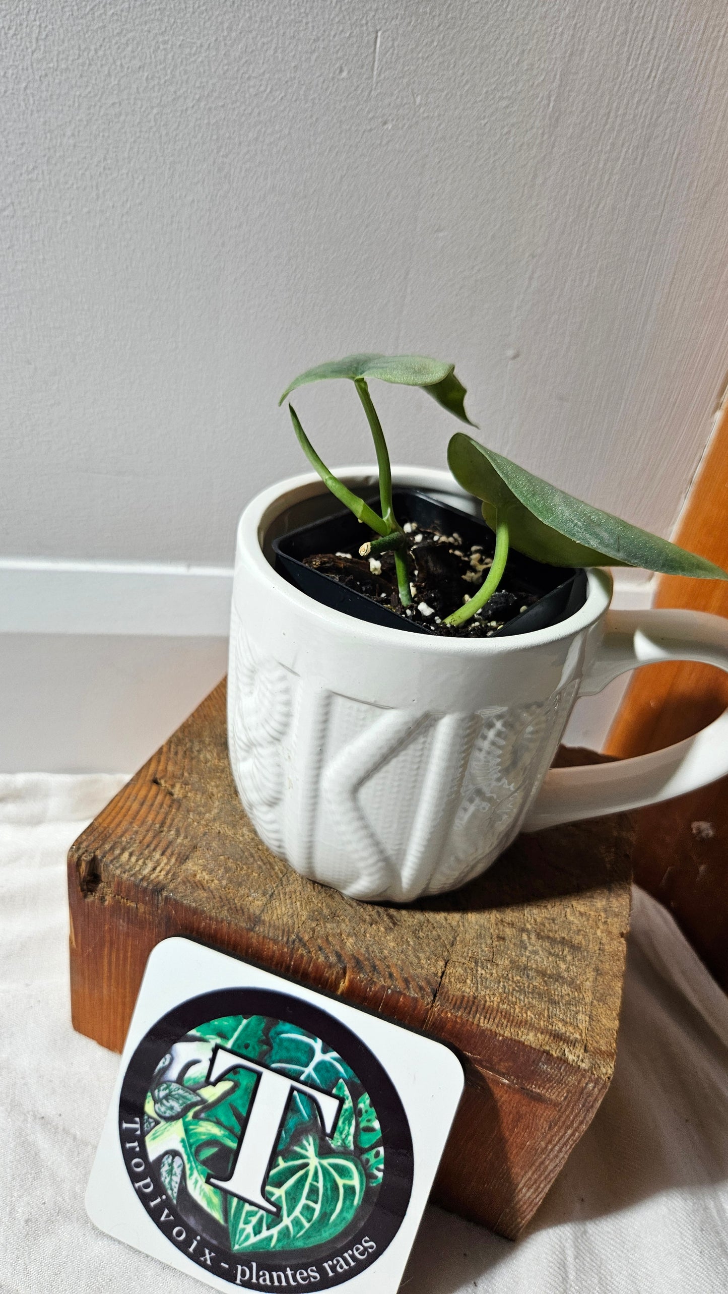 Scindapsus Platinum (SCI-1143)