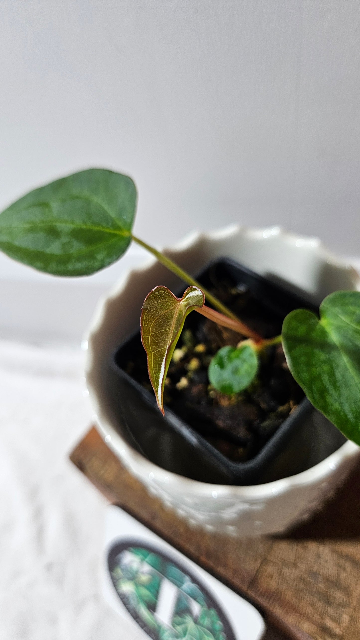 Anthurium Magnificum X Napo "format PETIT" (ANT-561)