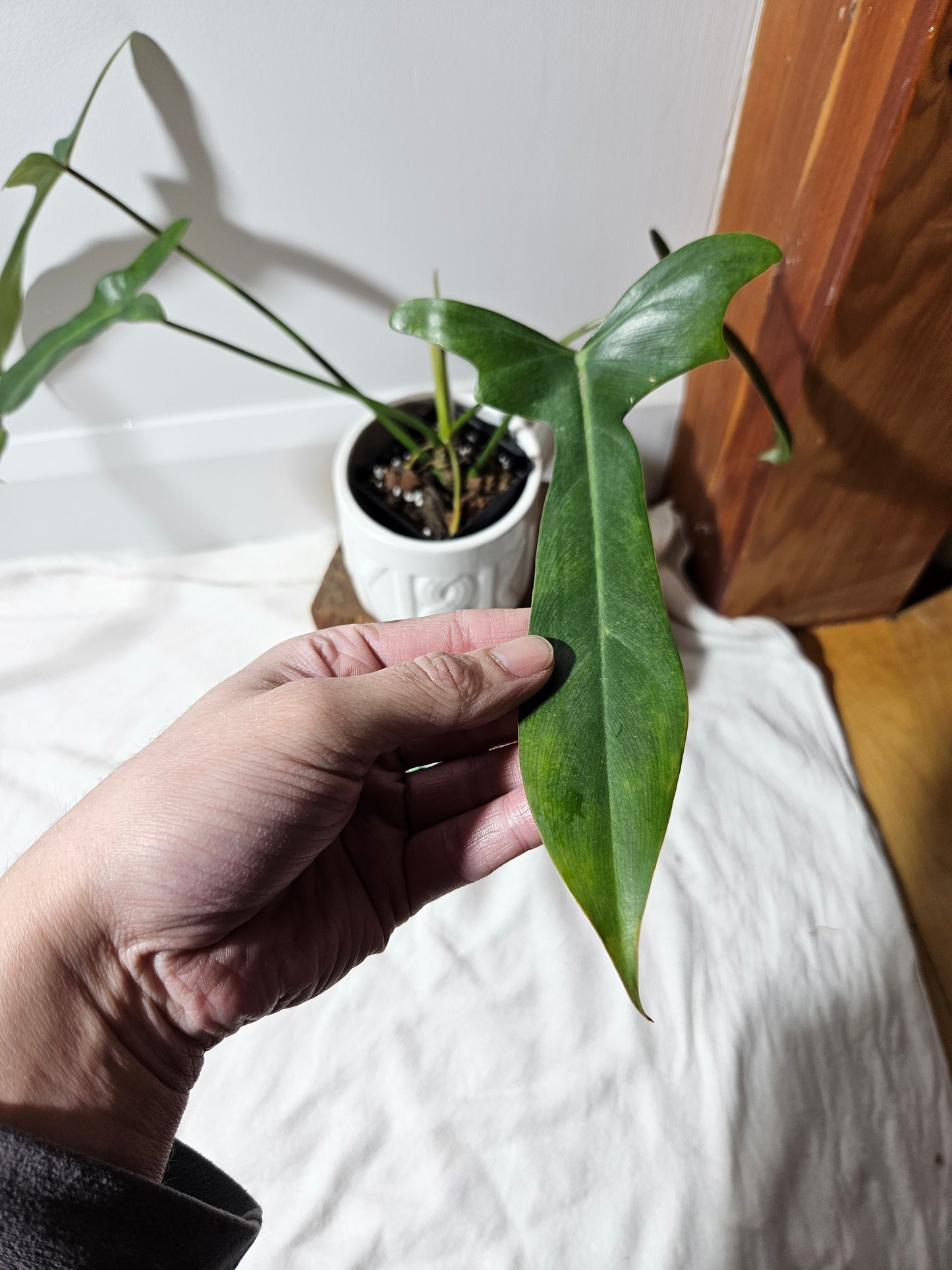 Philodendron Longilobatum (PHI-376)