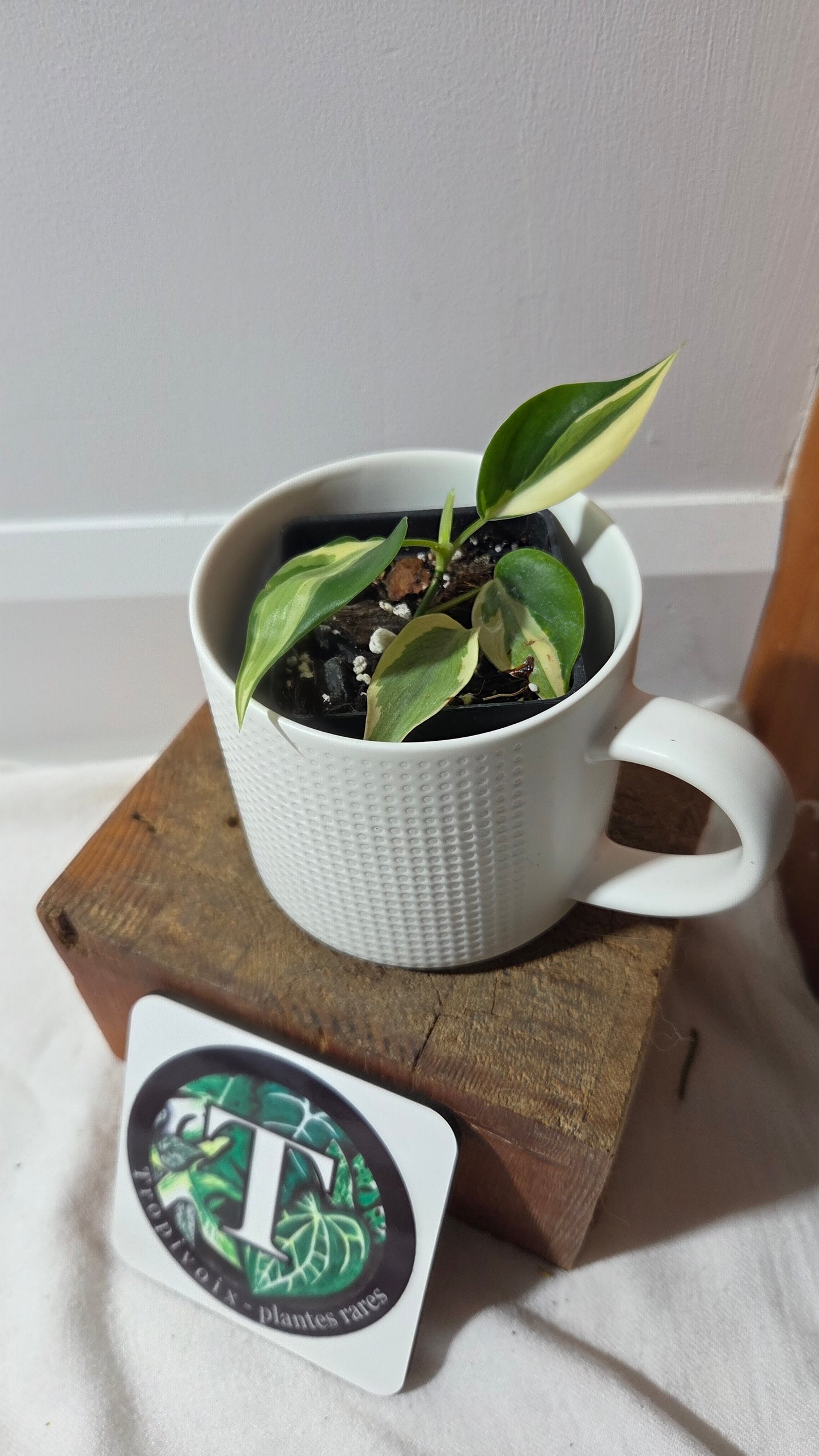 Philodendron Hederaceum Rio (PHI-989)