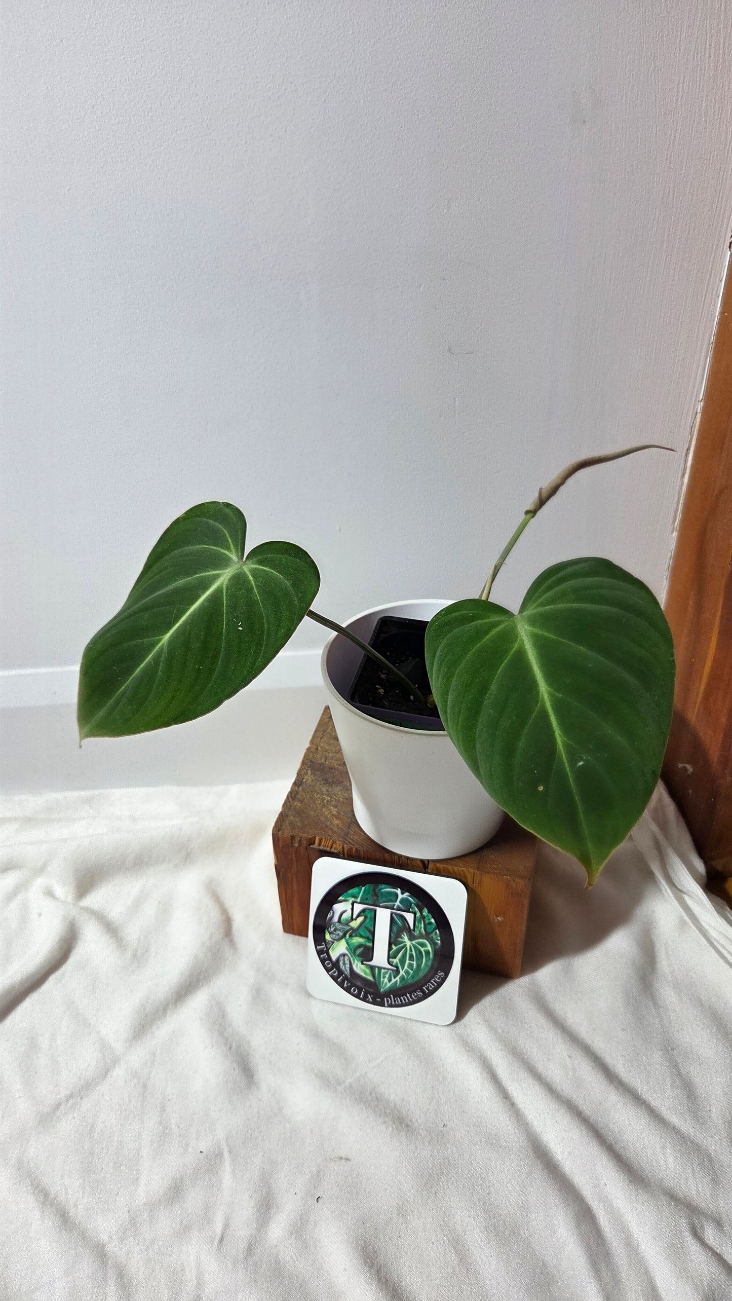 Philodendron Gloriosum (PHI-1013)