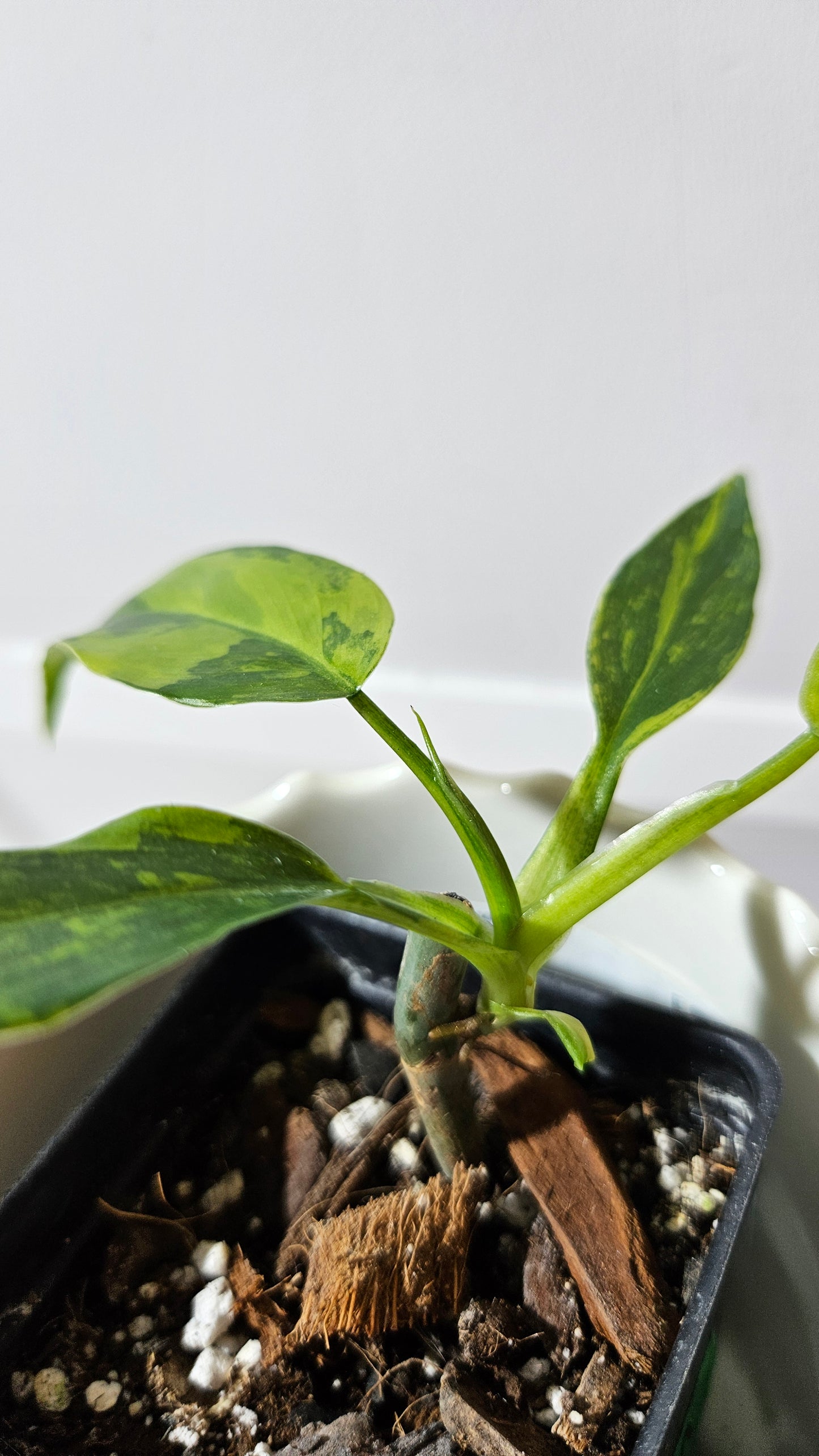 Philodendron Domesticum Variegata (PHI-565)