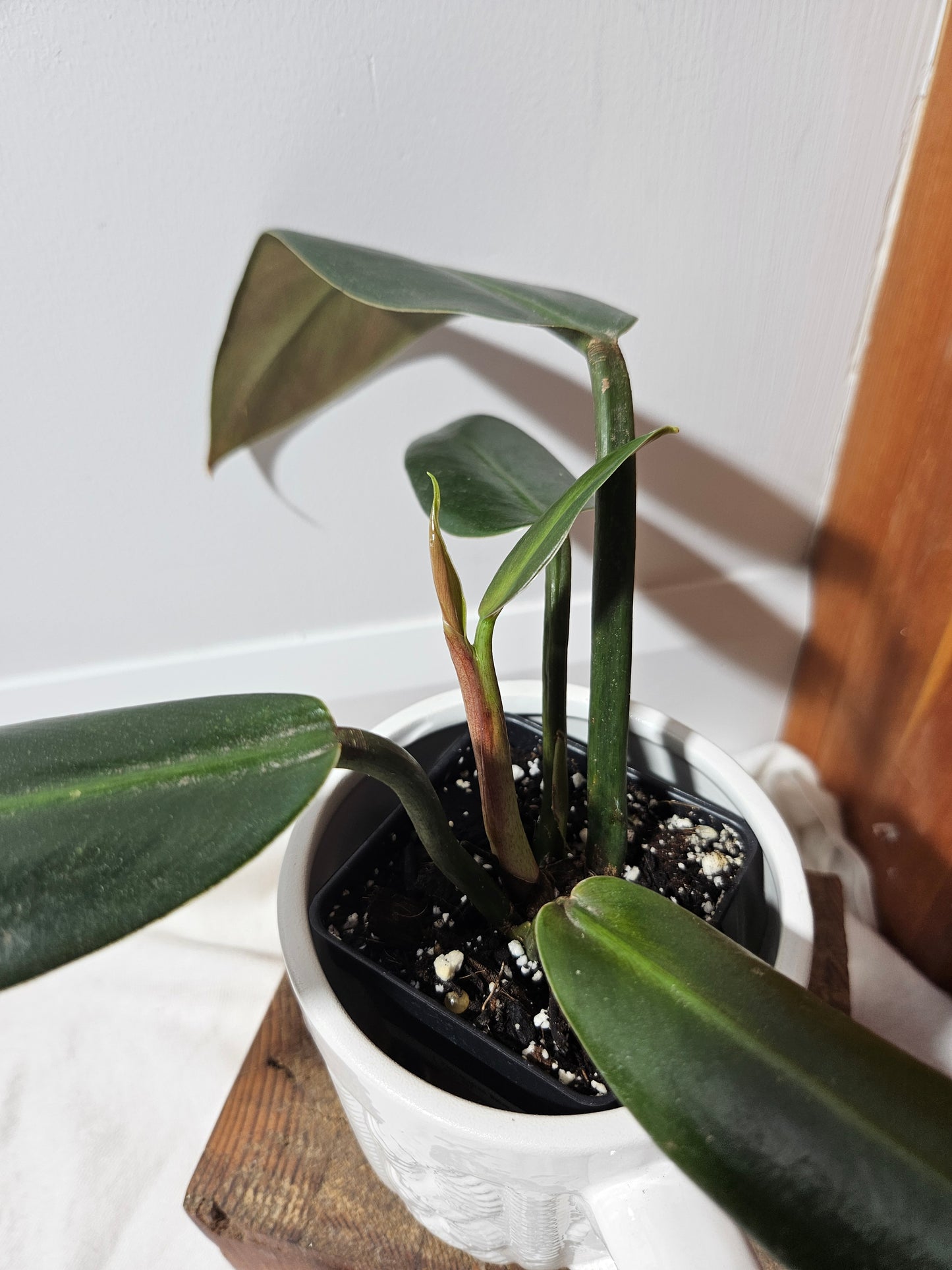 Philodendron Ruizii (PHI-437)