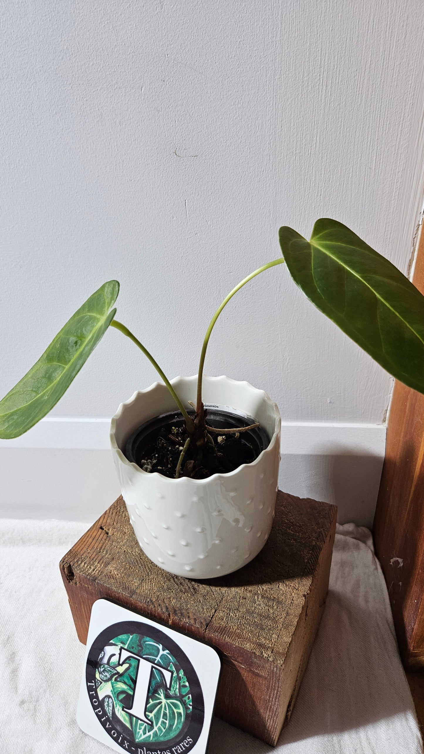 Anthurium Silver Blush X Subsignatum "format MOYEN" (ANT-386)