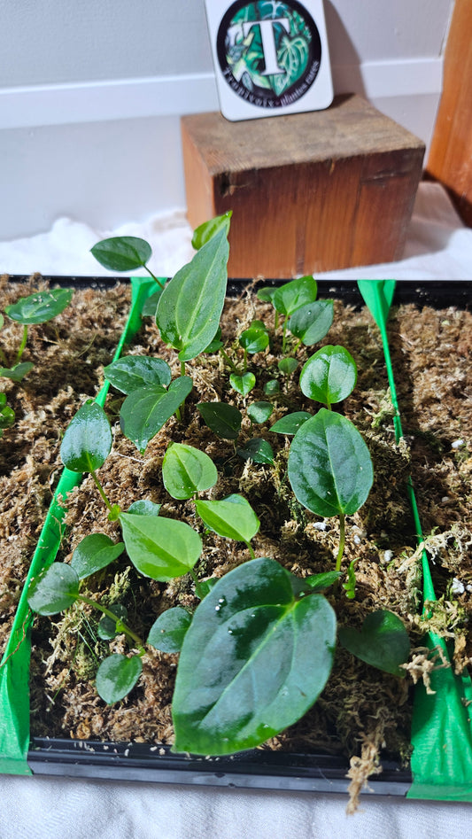 Anthurium Papillilaminum Red Stem X Papillilaminum Legend "format SEEDLING"