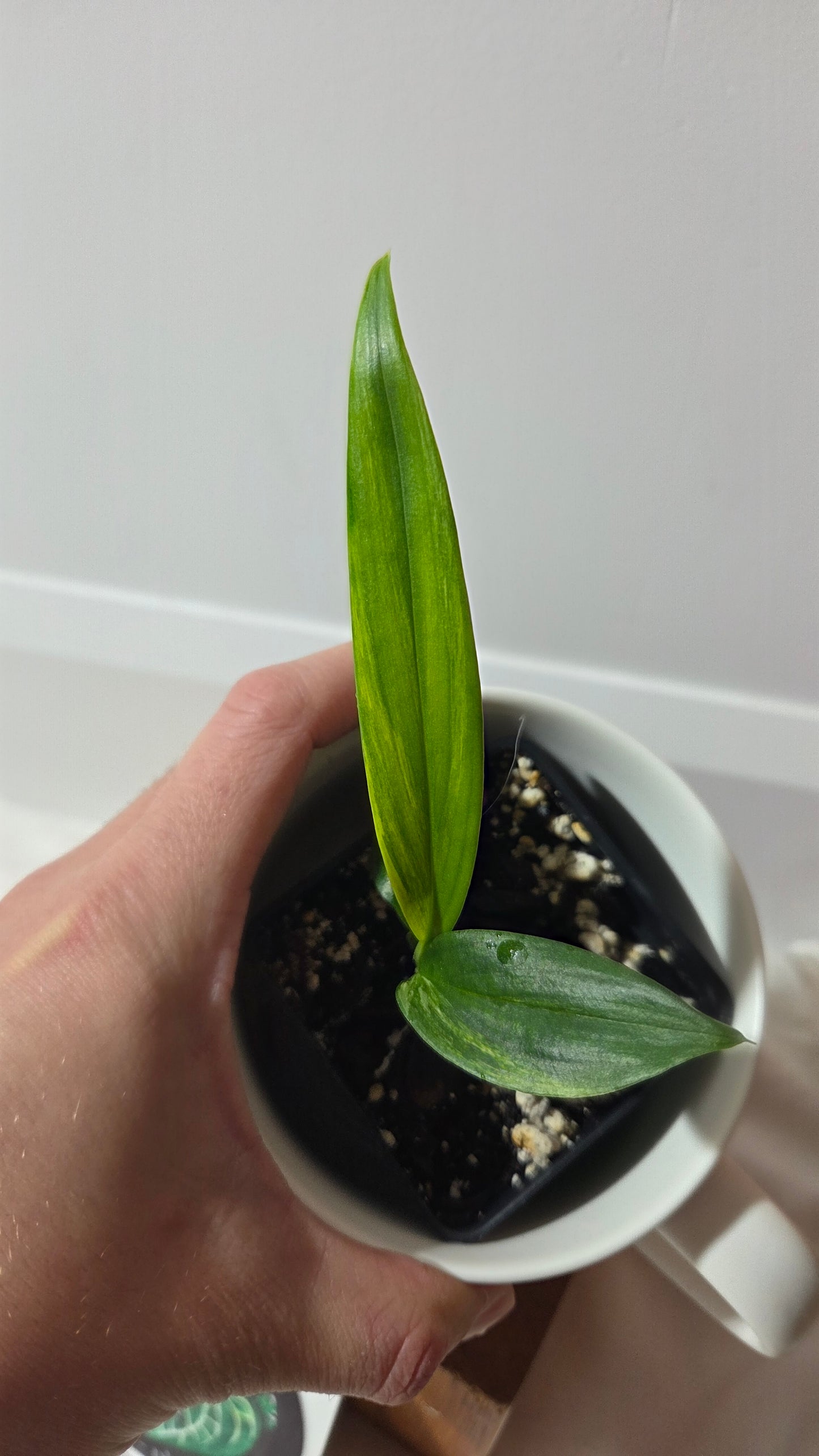 Epipremnum Amplissinum Variegata (EPI-232)