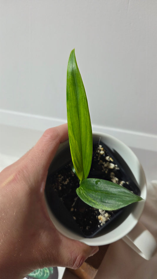 Epipremnum Amplissinum Variegata (EPI-232)