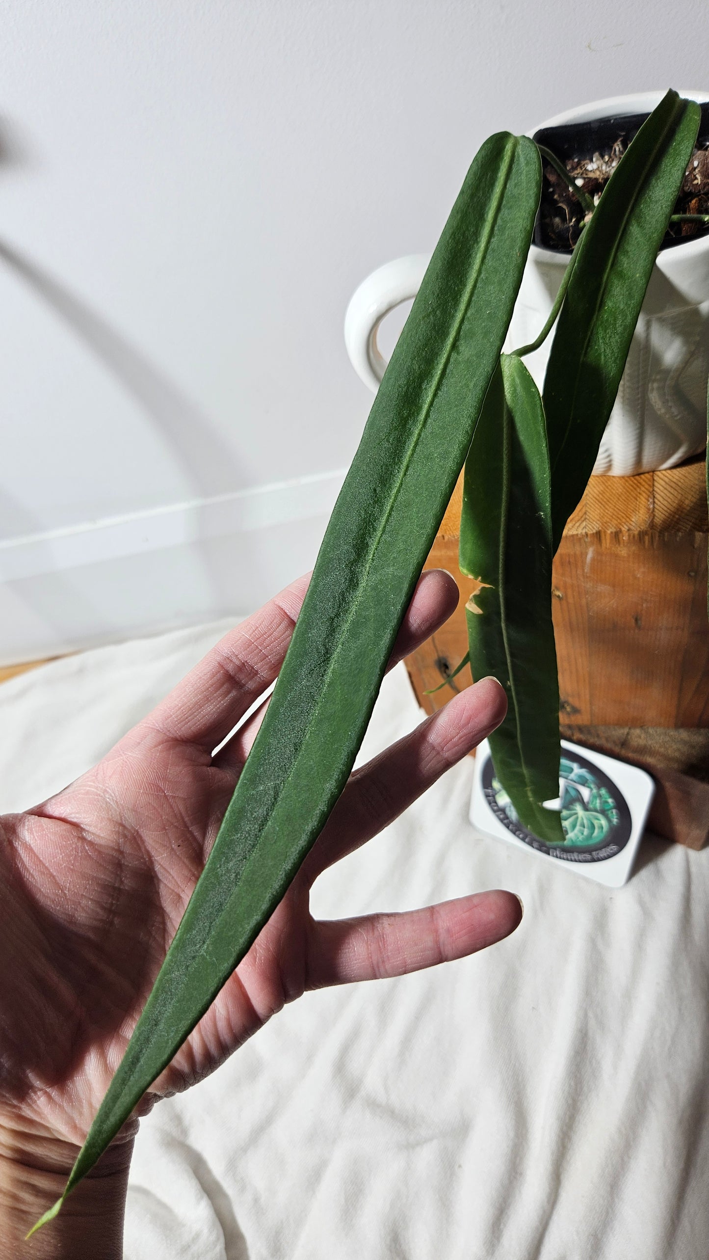 Anthurium Pallidiflorum "format MOYEN/LARGE"(ANT-197)