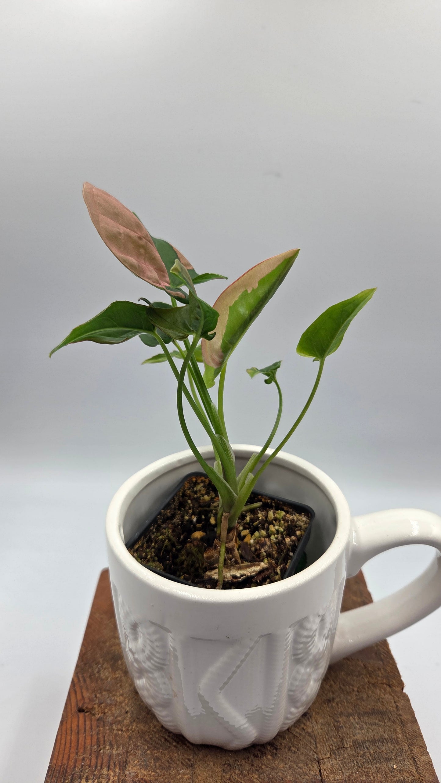 Syngonium Pink Lava (SYN-524)