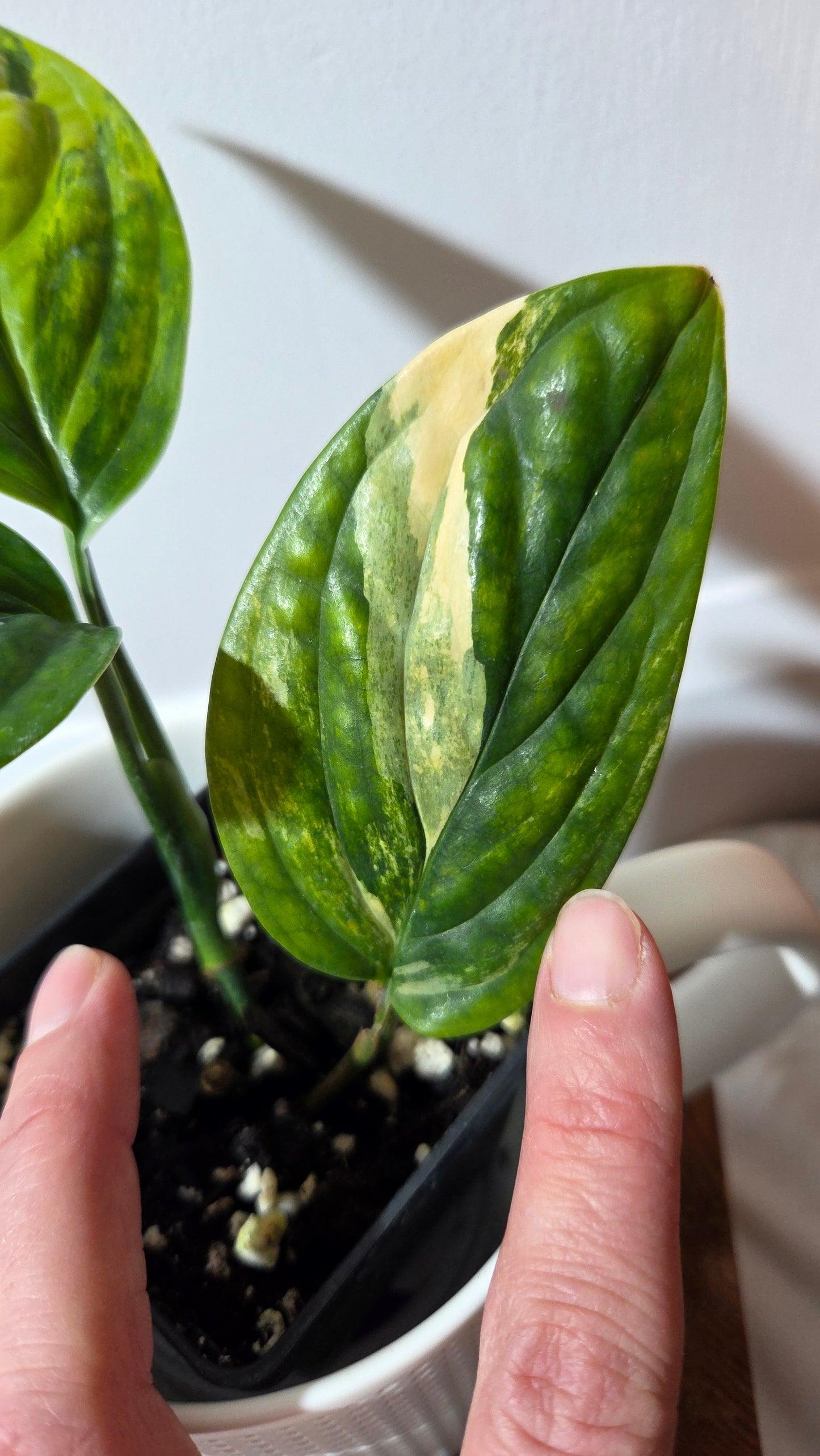 Monstera Karstenianum/Peru Variegata (MON-501)