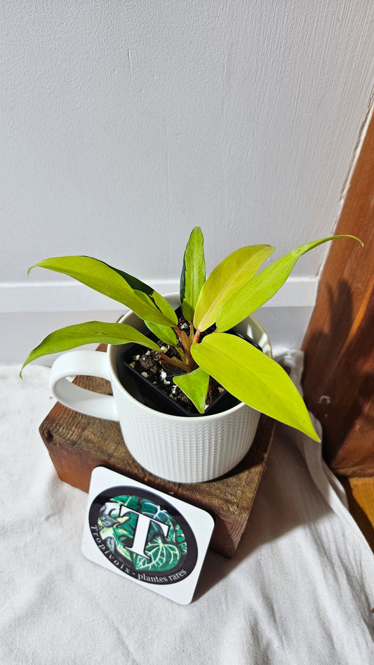 Philodendron Thai Sunrise (PHI-952)