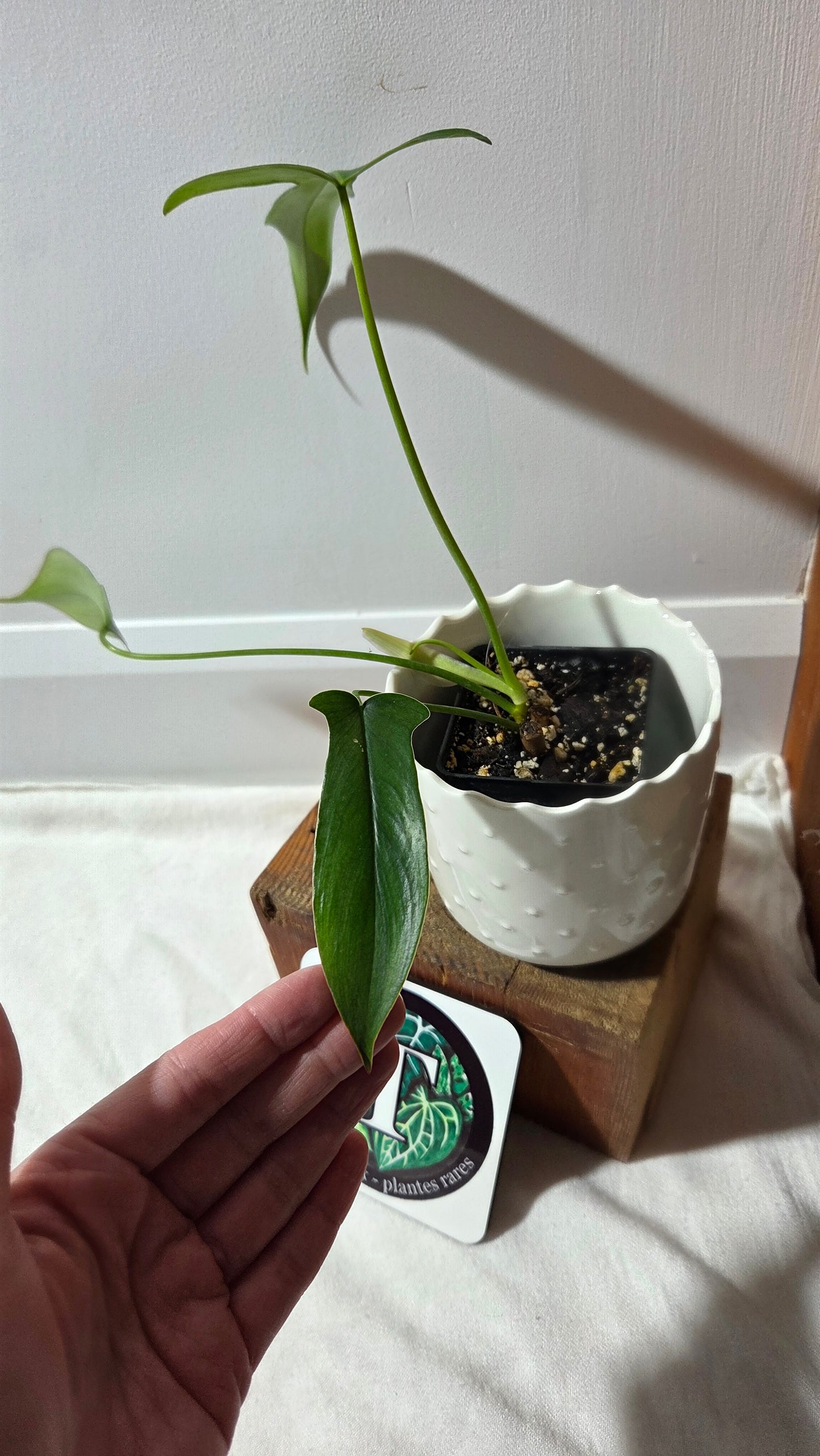 Philodendron Gladhands (PHI-960)