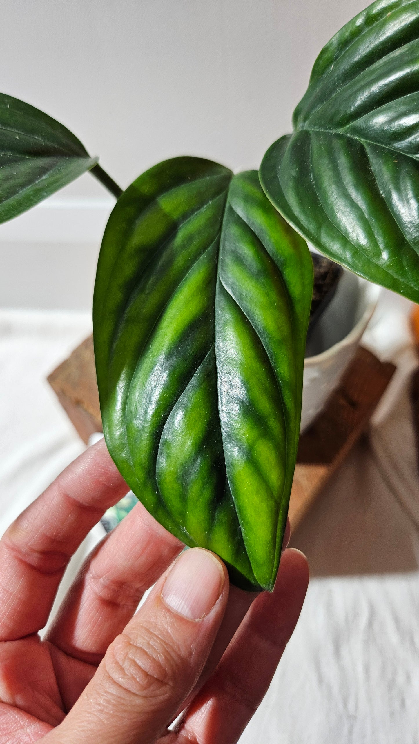 Monstera Epipremnoides aff (MON-104)