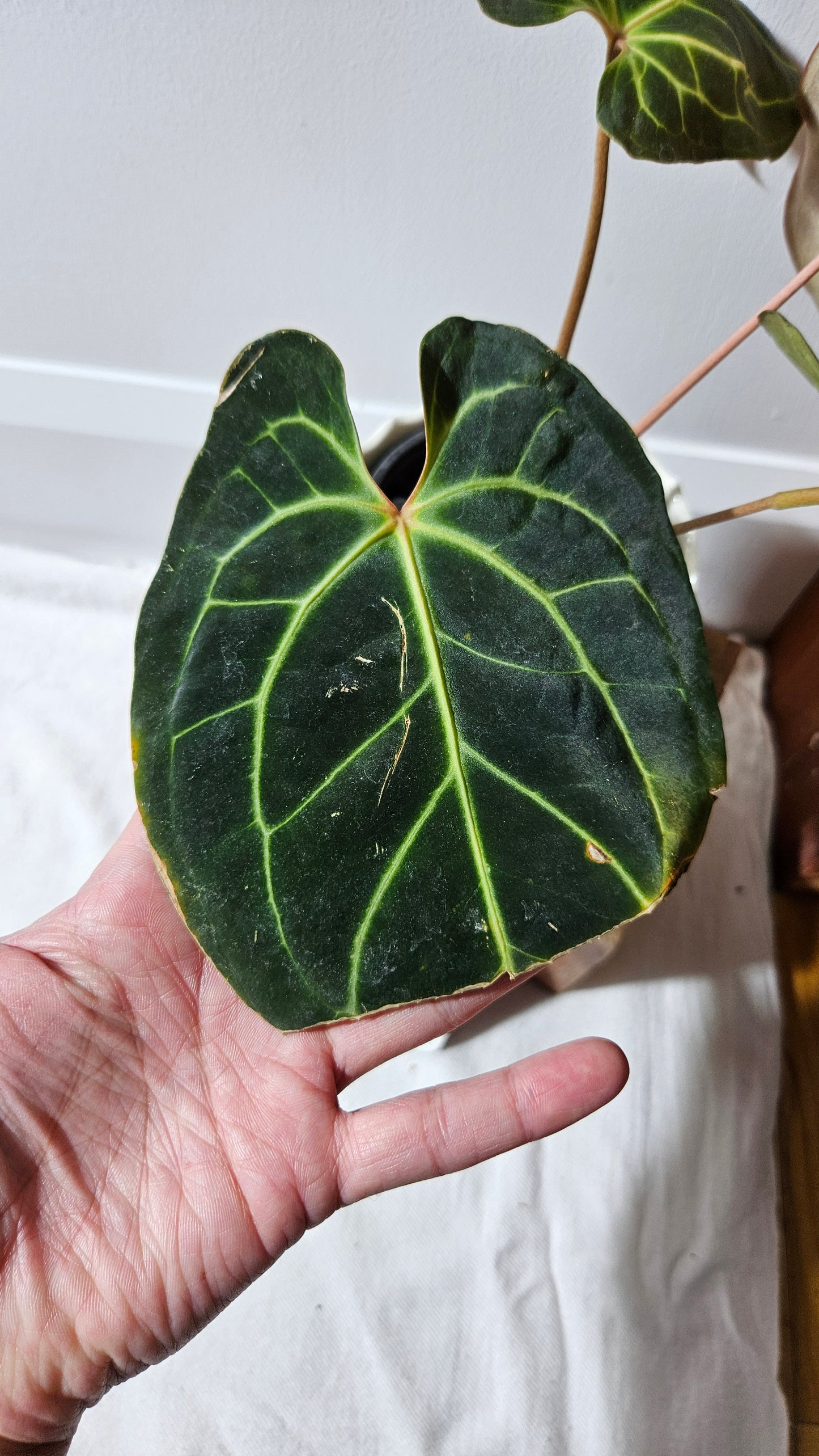 Anthurium Besseae Aff Velvet "Format MOYEN" (ANT-270)