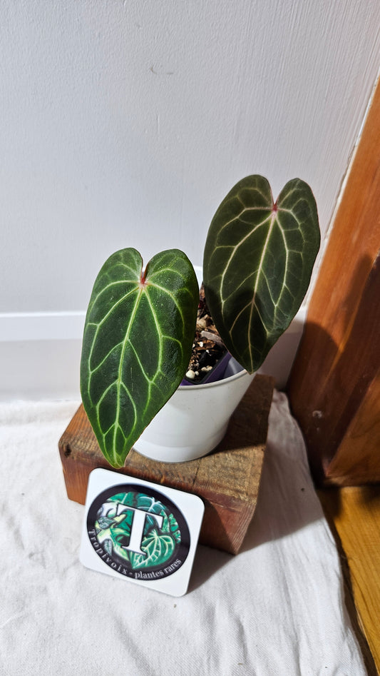 Anthurium Magnificum X KOS "format MOYEN" (ANT-563)