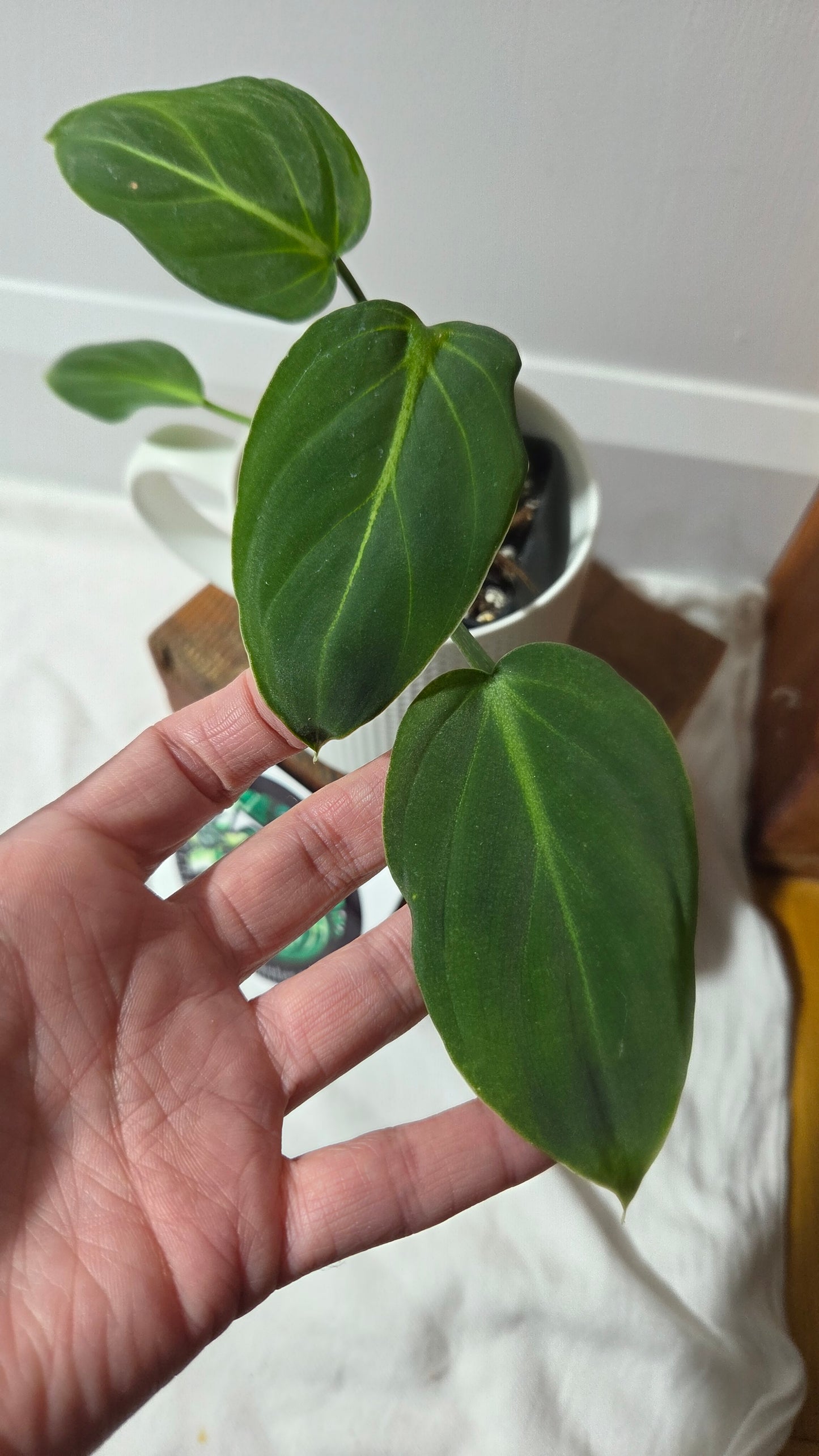 Philodendron Gloriosum x Plowmanii (PHI-1003)