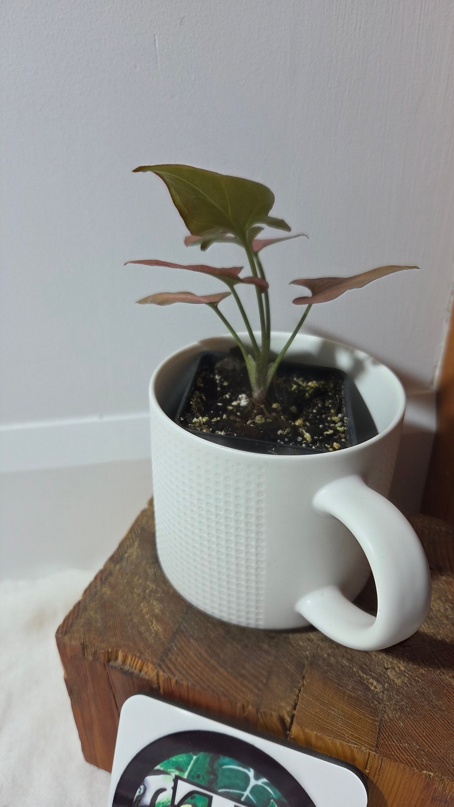 Syngonium Pink Perfection (SYN-488)